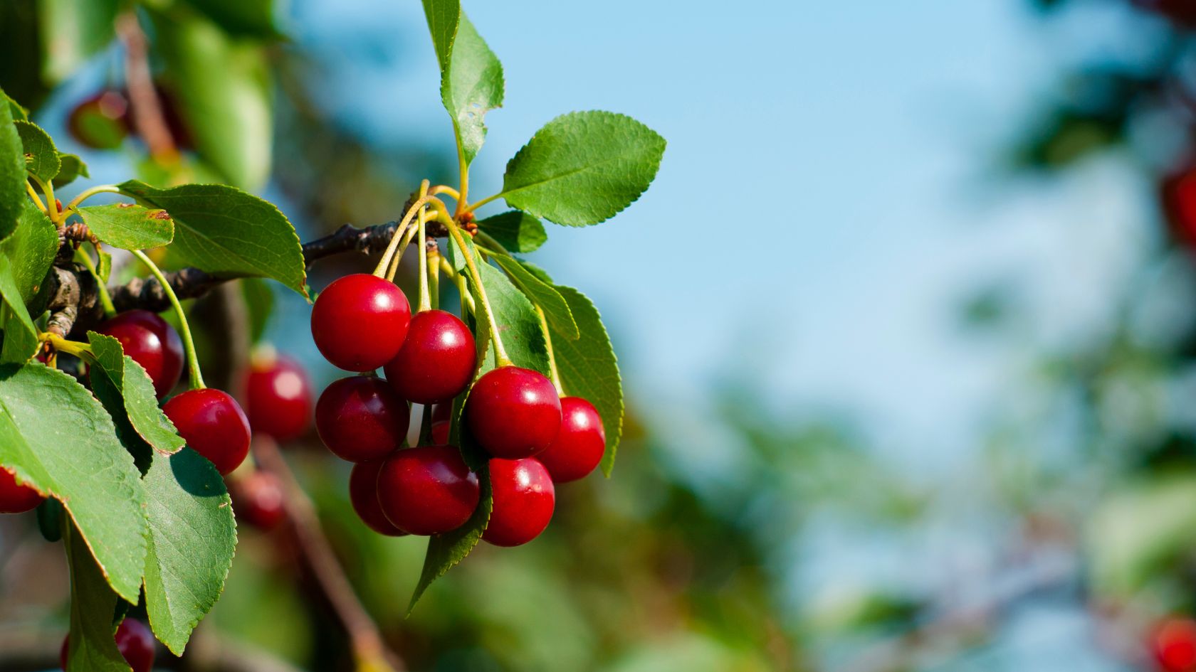 Cherishing a Cherry Shrub