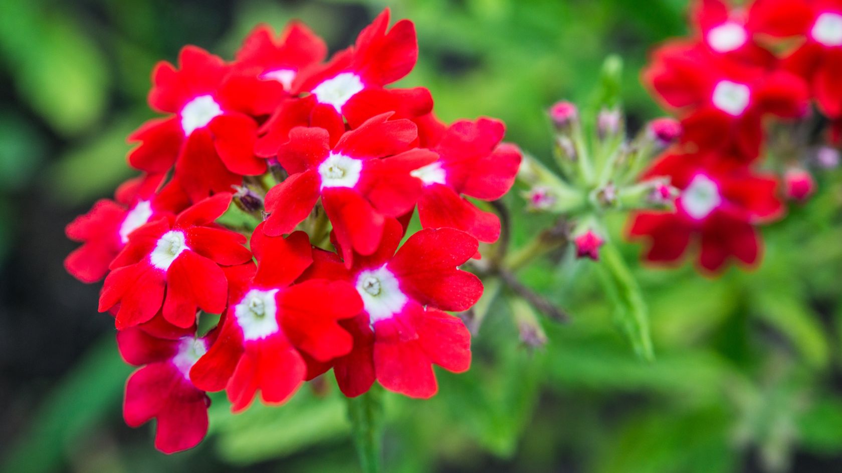 Vibrant Verbena Flower Care