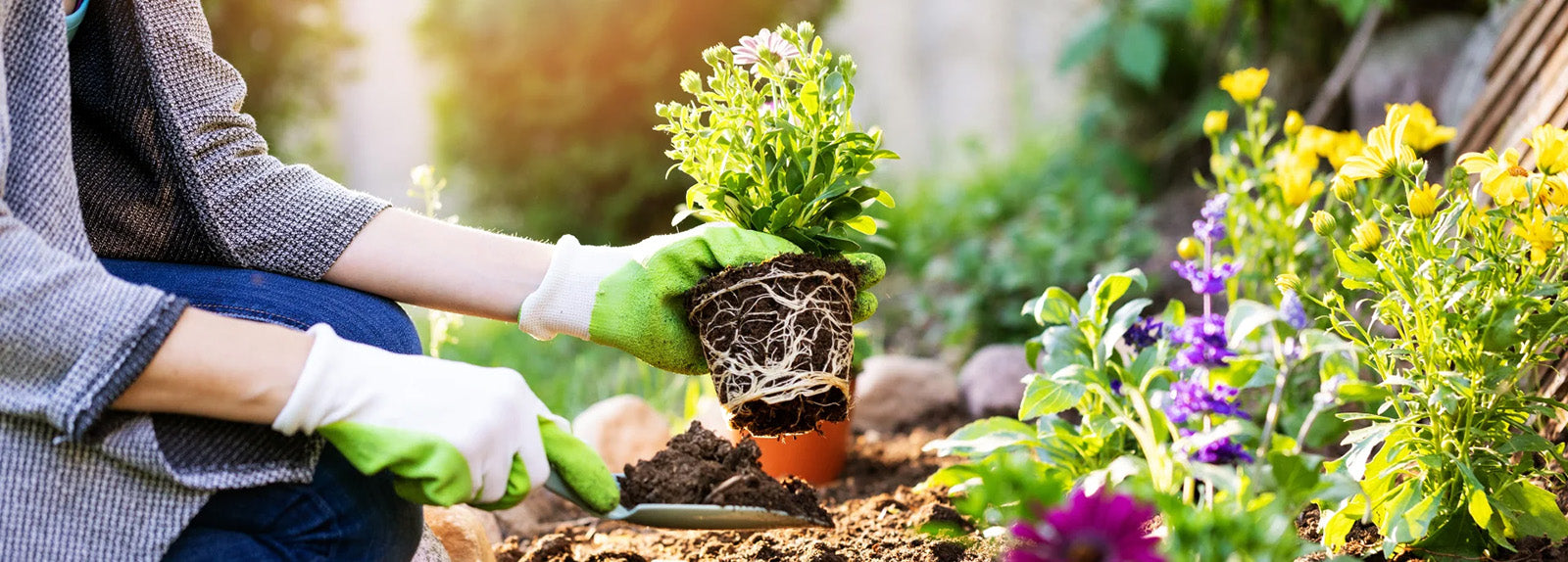 Landscape Plants