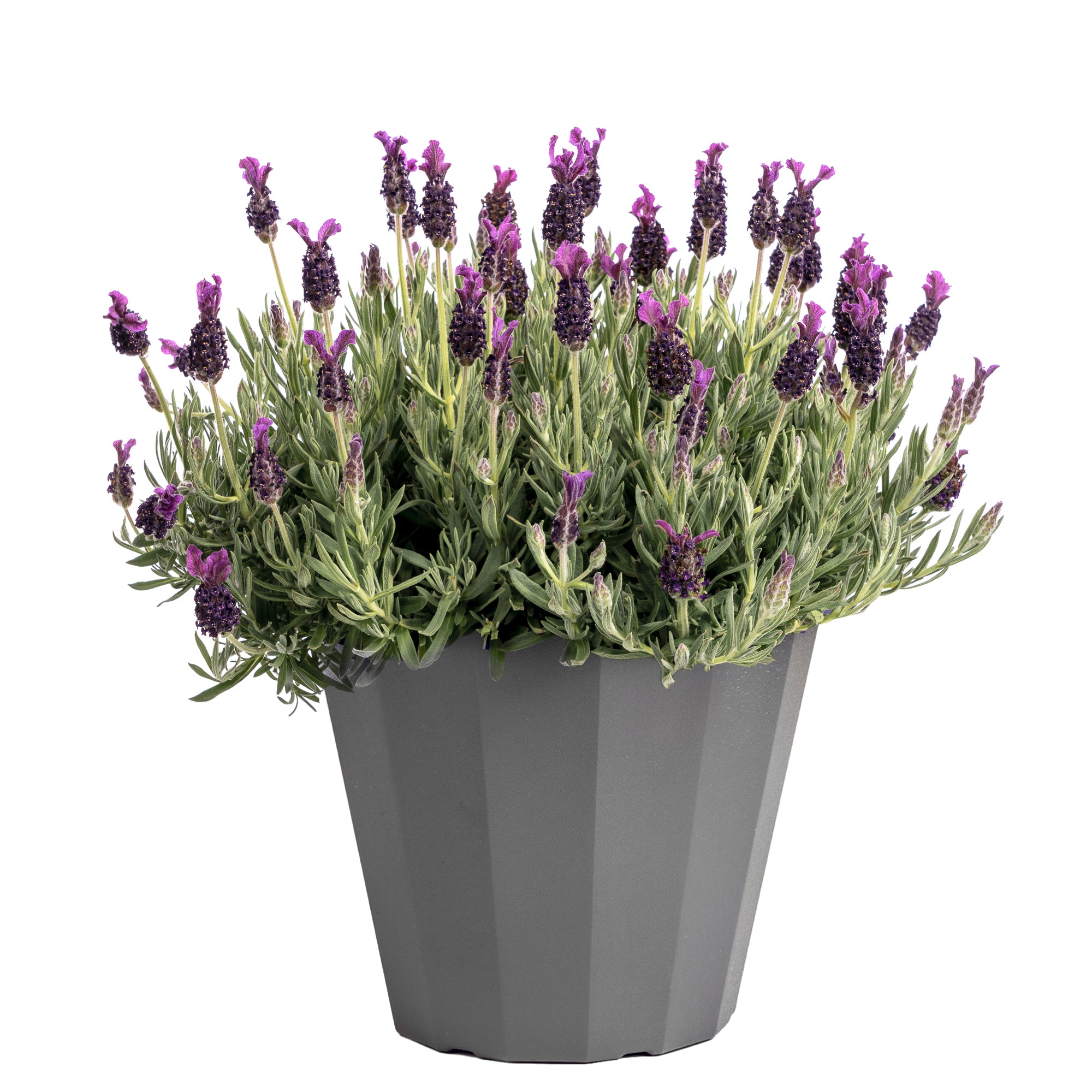 Spanish Lavender (10")