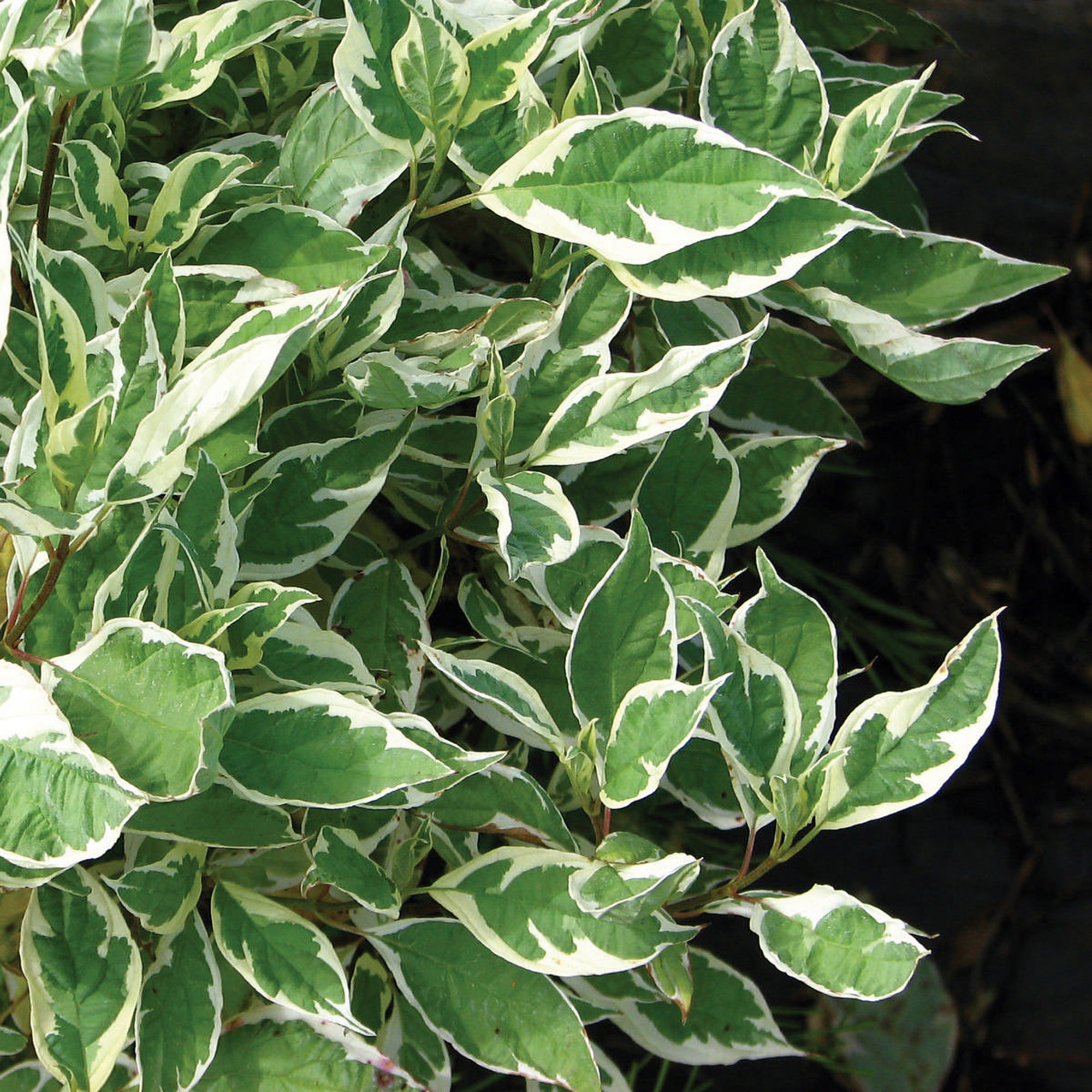 Dogwood Cornus  (2 Gal)