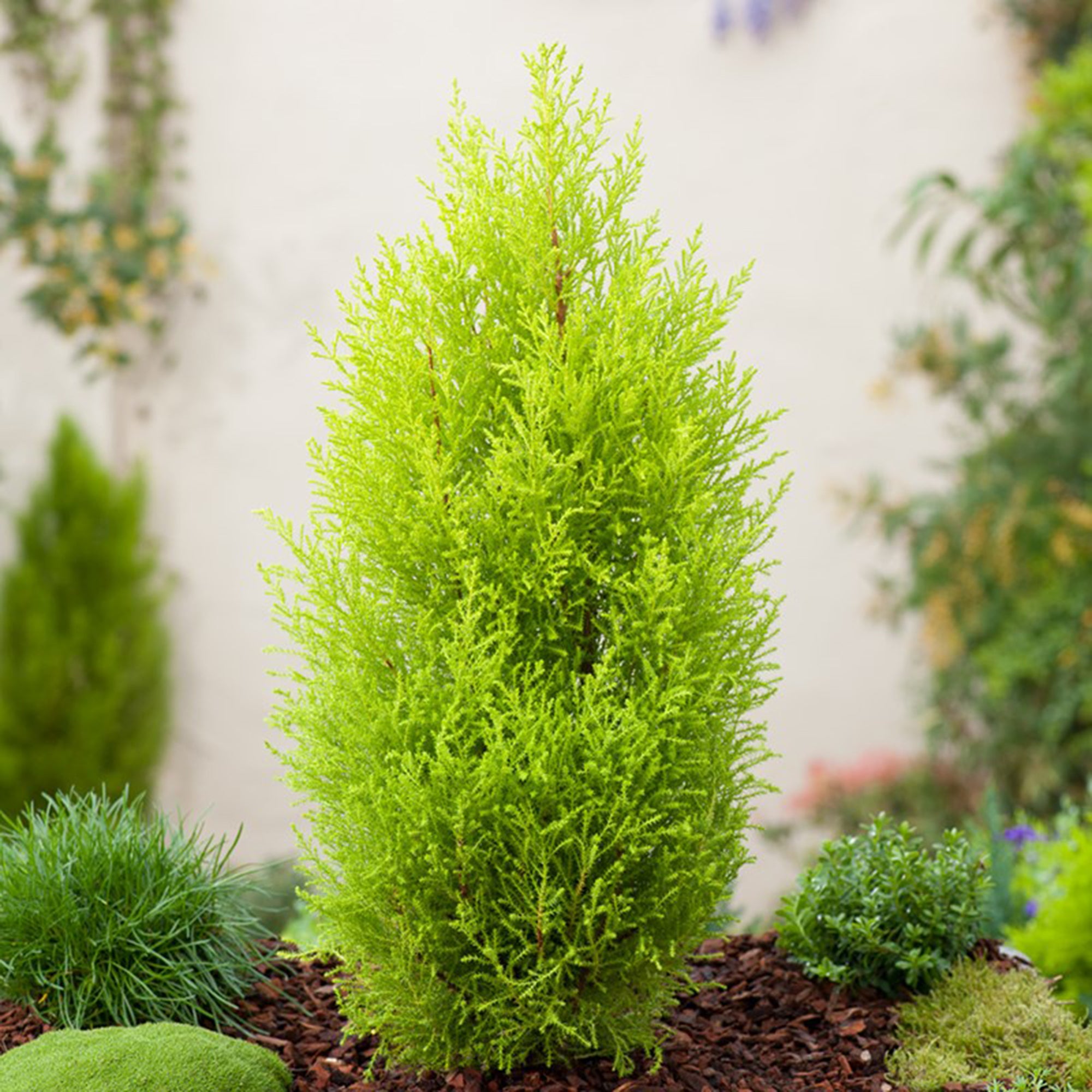 Lemon Cypress (2 Gal)