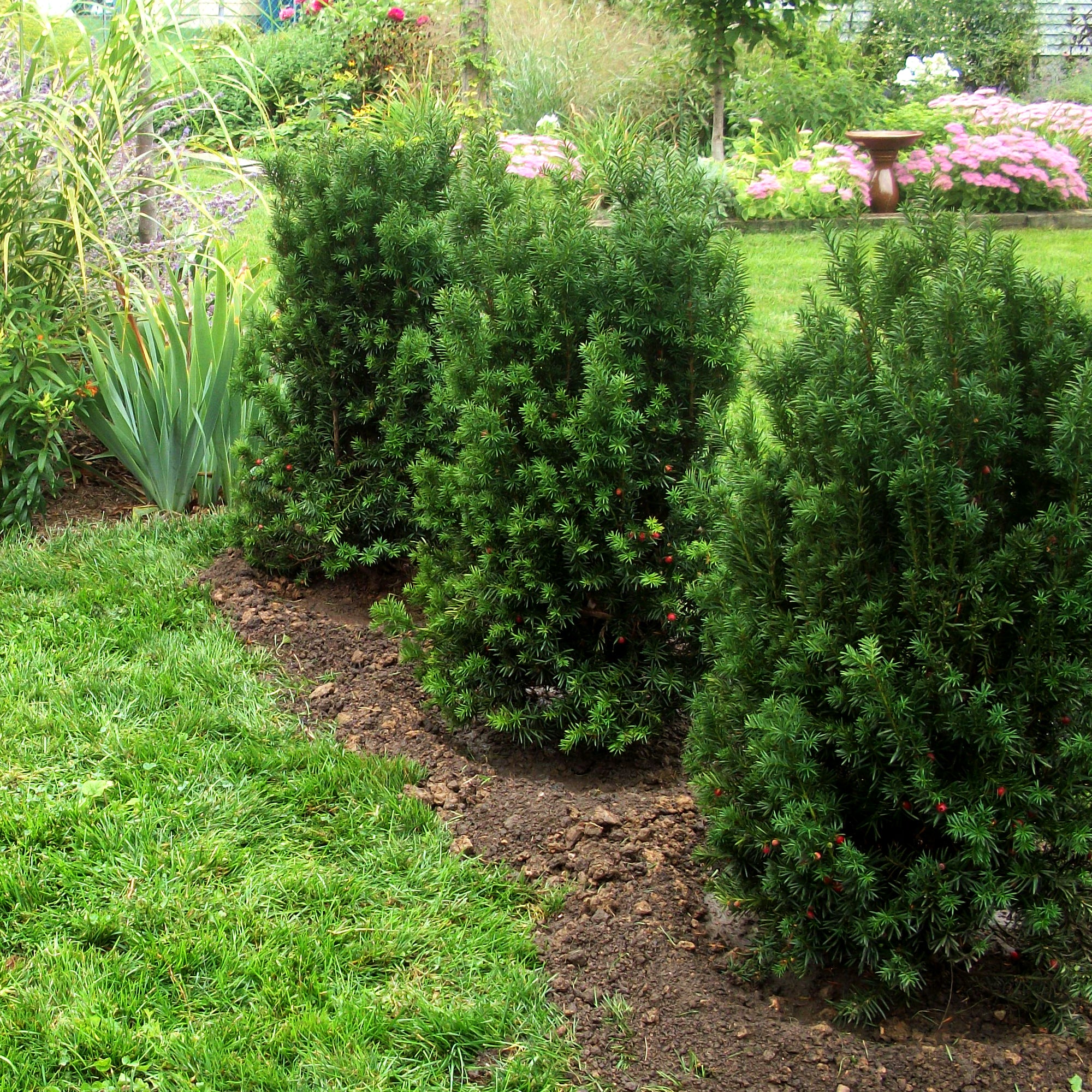 Yew Taxus (2 Gal)