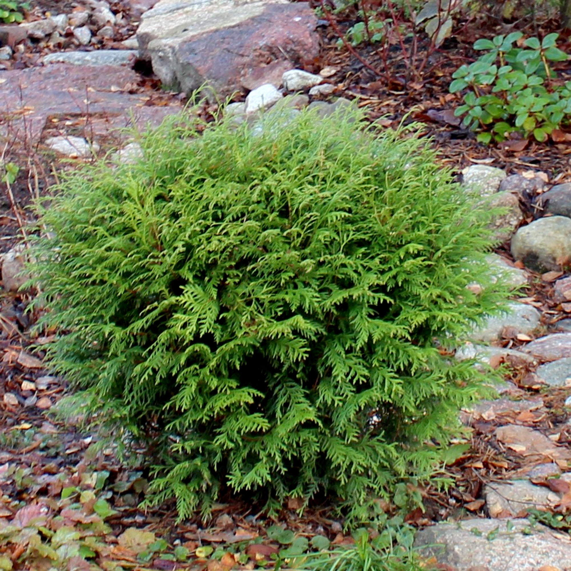 Cedar Thuja (2 Gal)