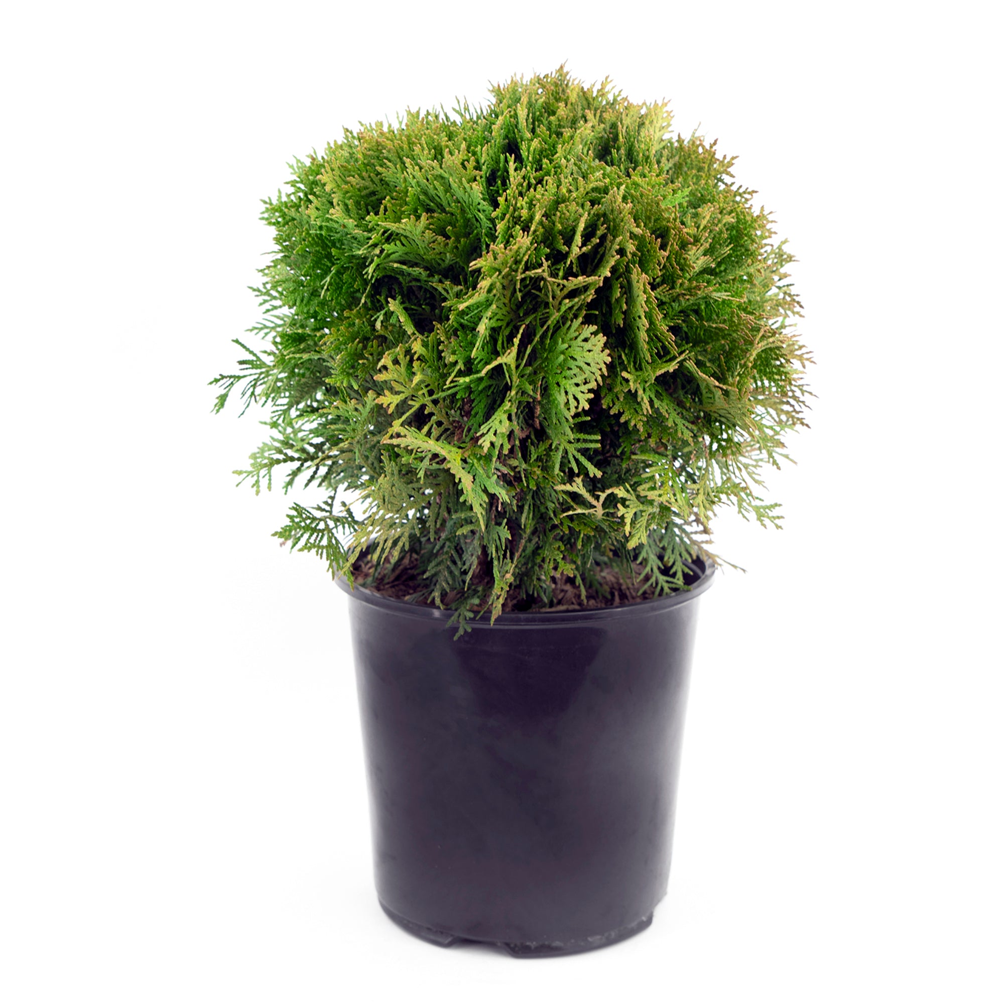 Cedar Thuja (2 Gal)