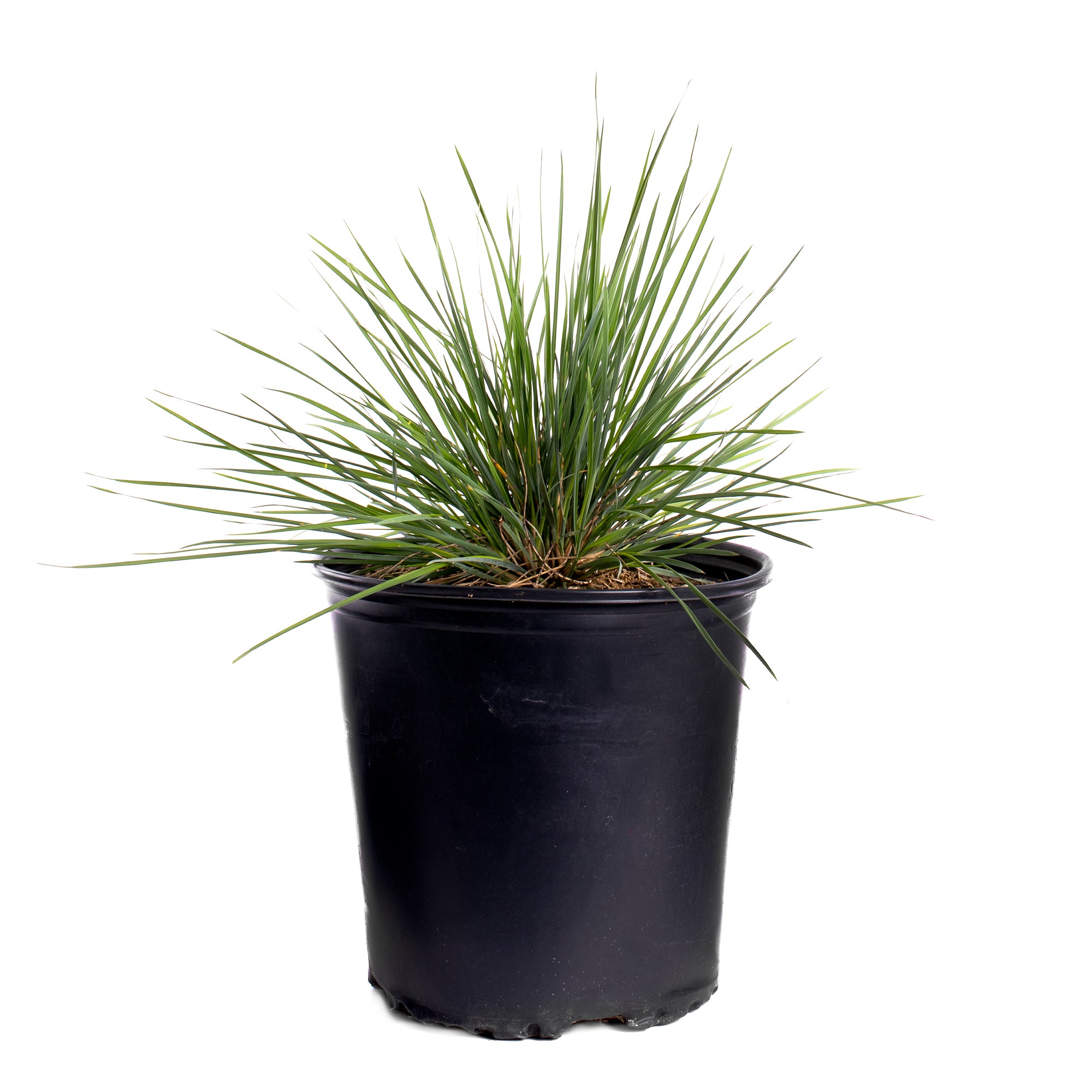 Grasses Assorted (2 Gal)