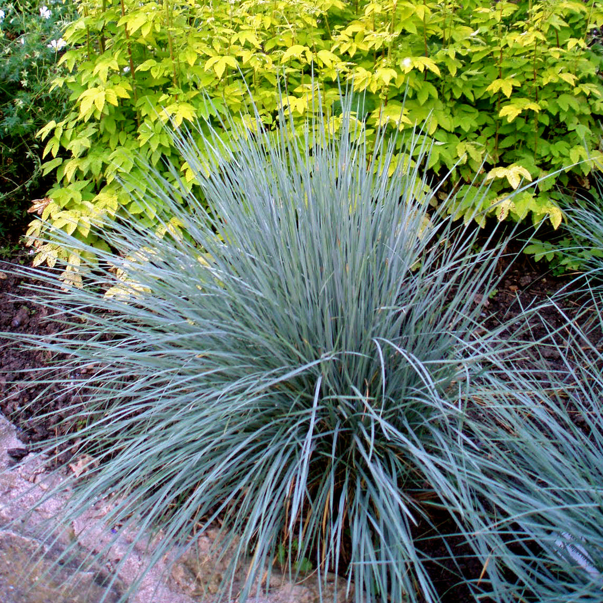 Grasses Assorted (2 Gal)