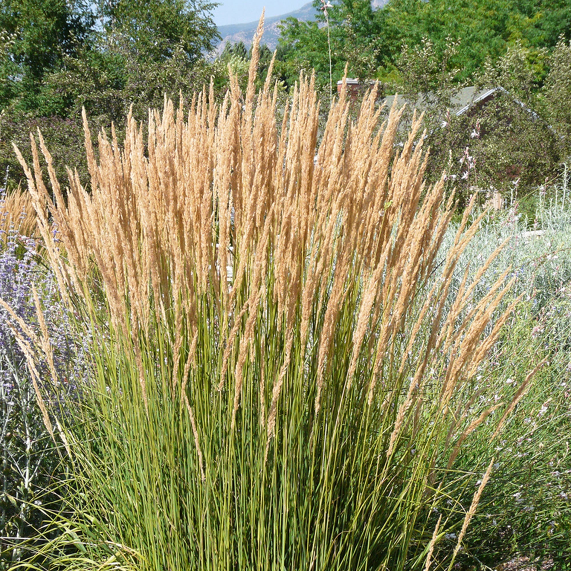 Grasses Assorted (2 Gal)