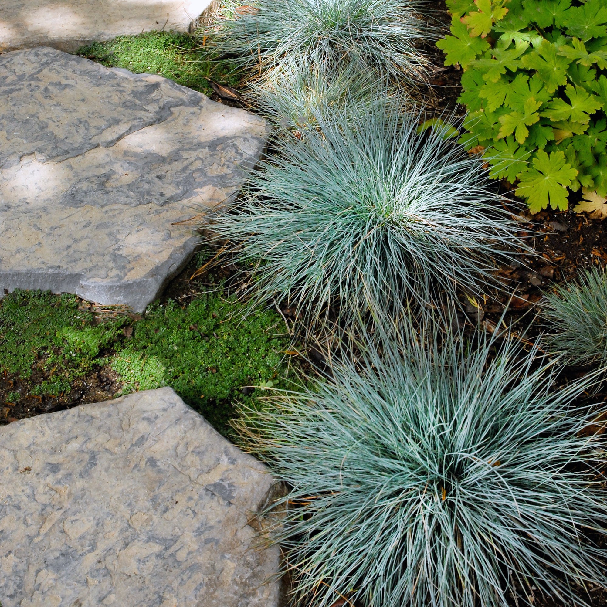Grasses Assorted (2 Gal)