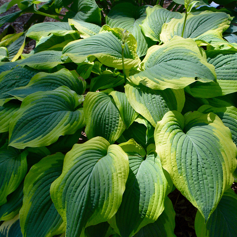Hostas Assorted (2 Gal)