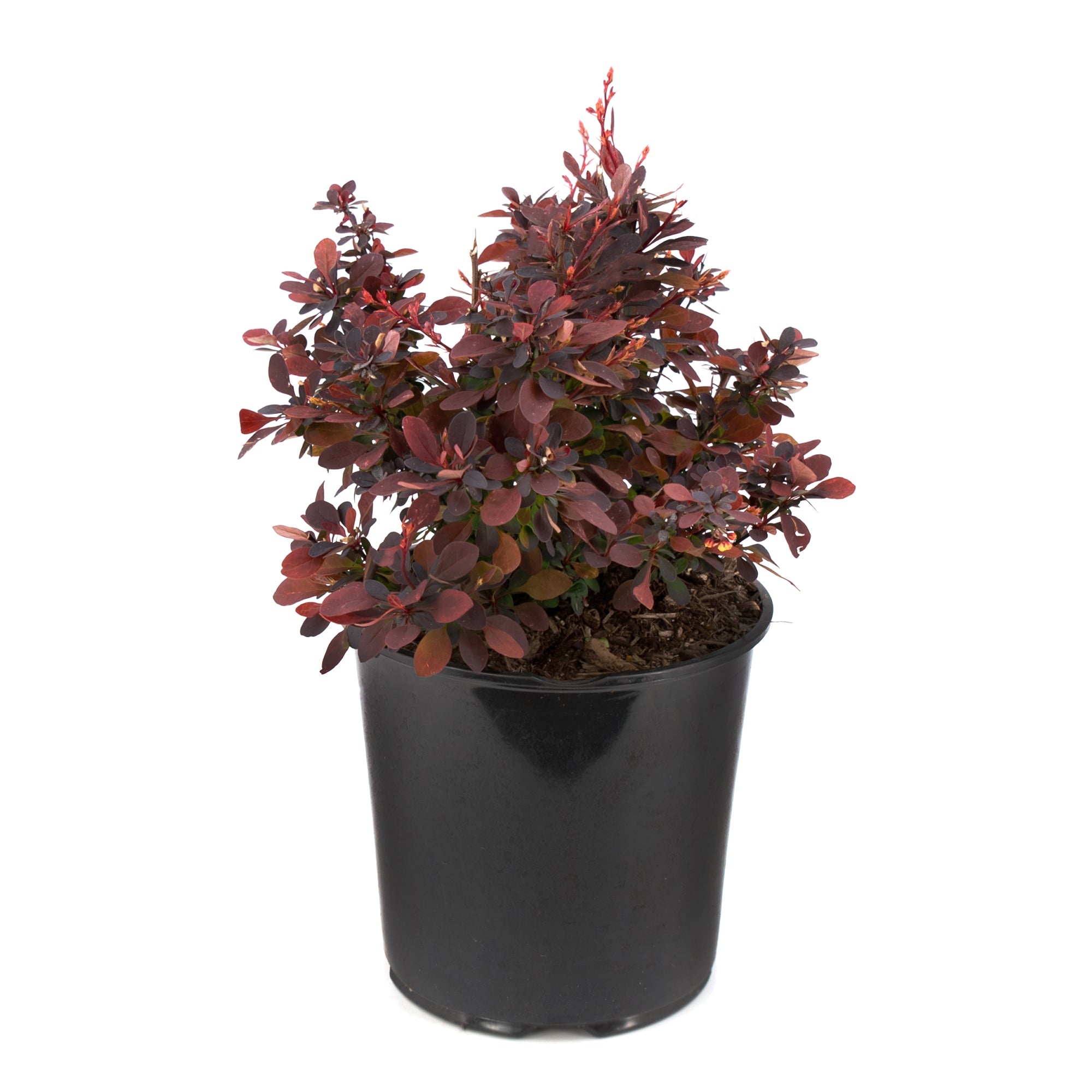 Berberis