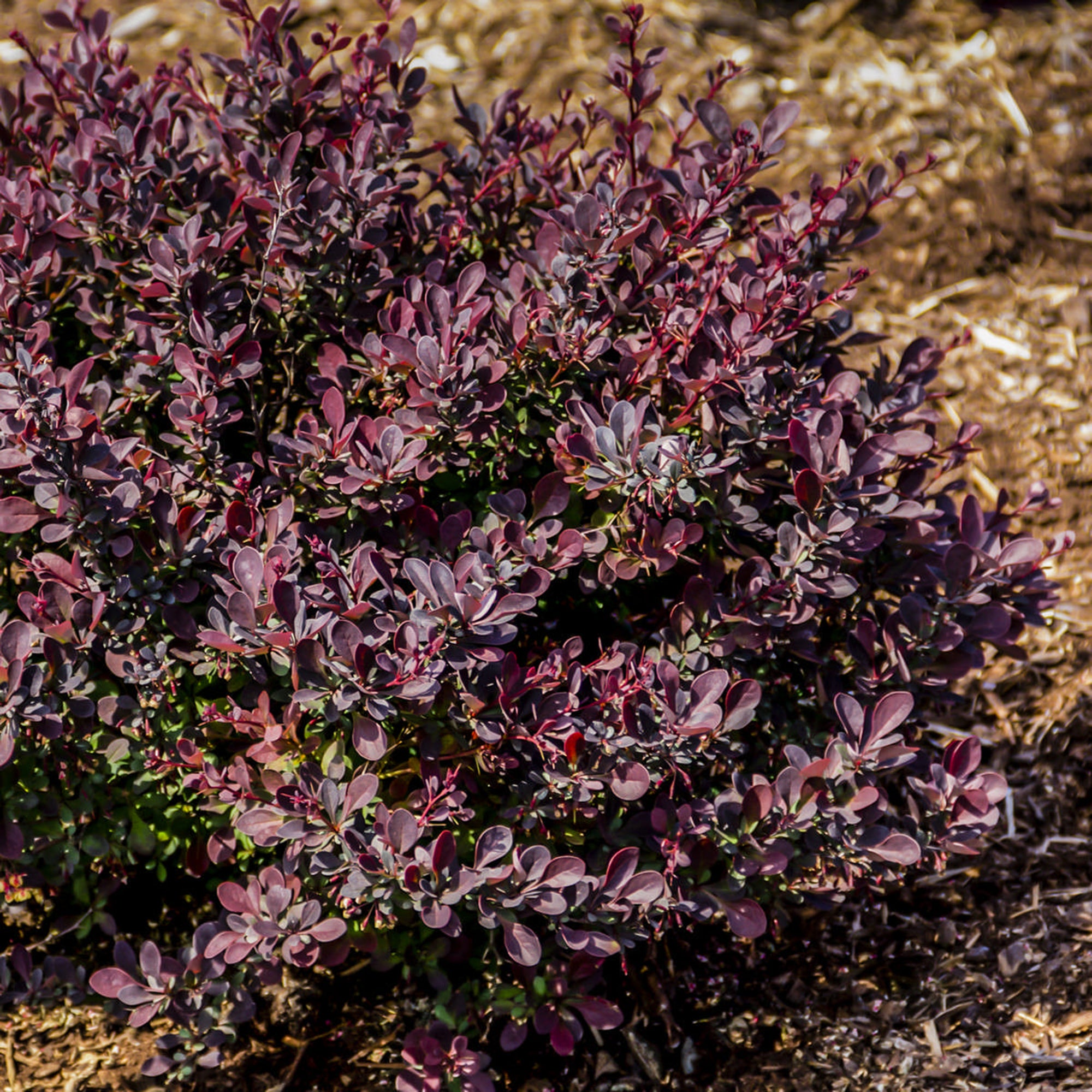 Berberis