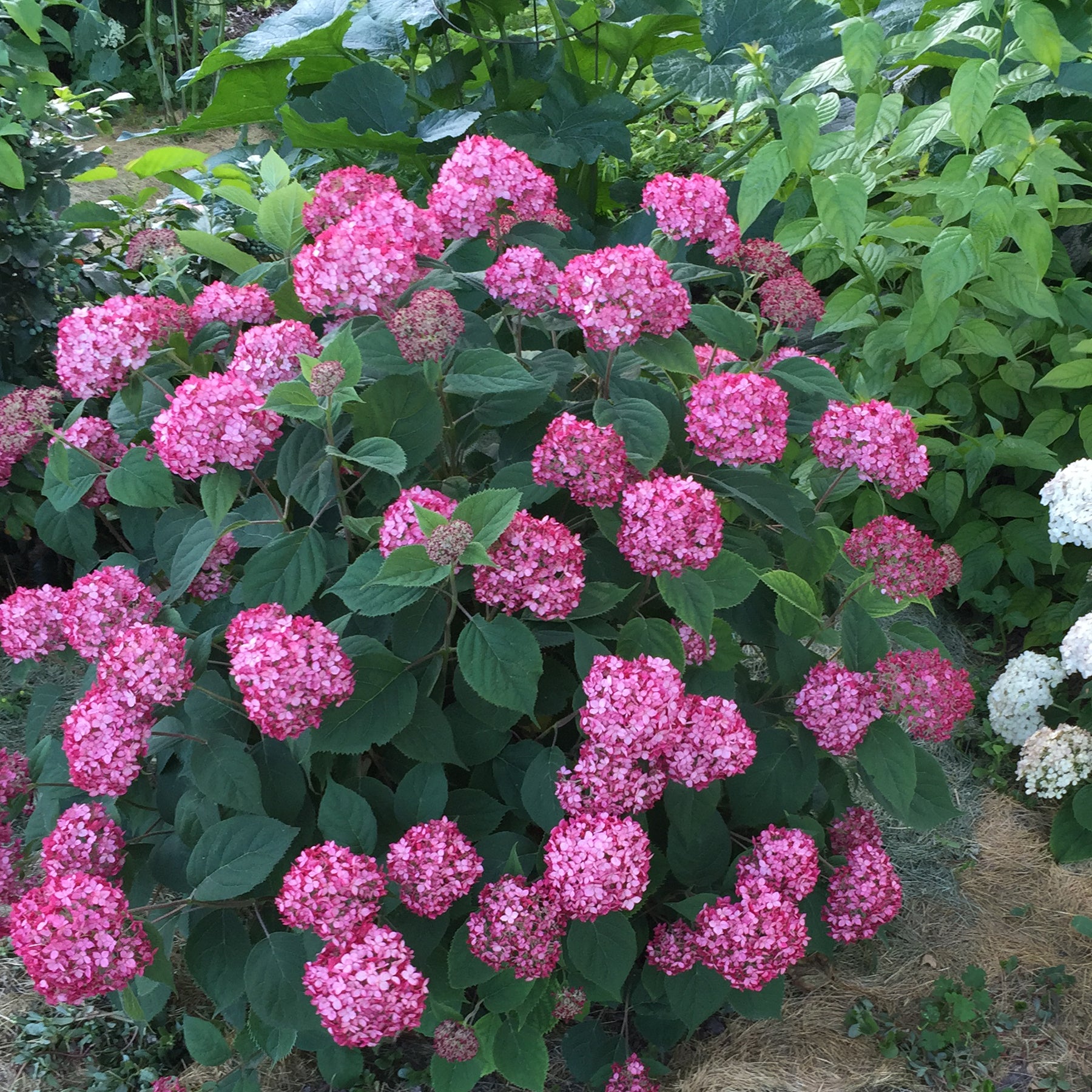Hydrangea (2 Gal)