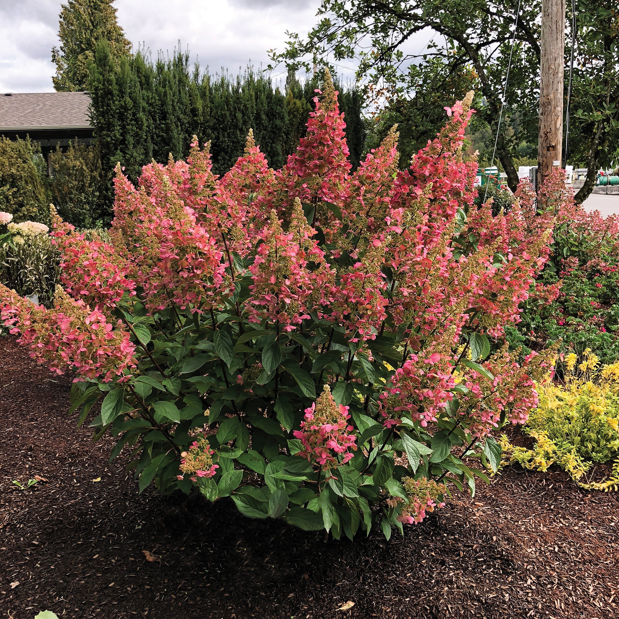 Hydrangea (2 Gal)