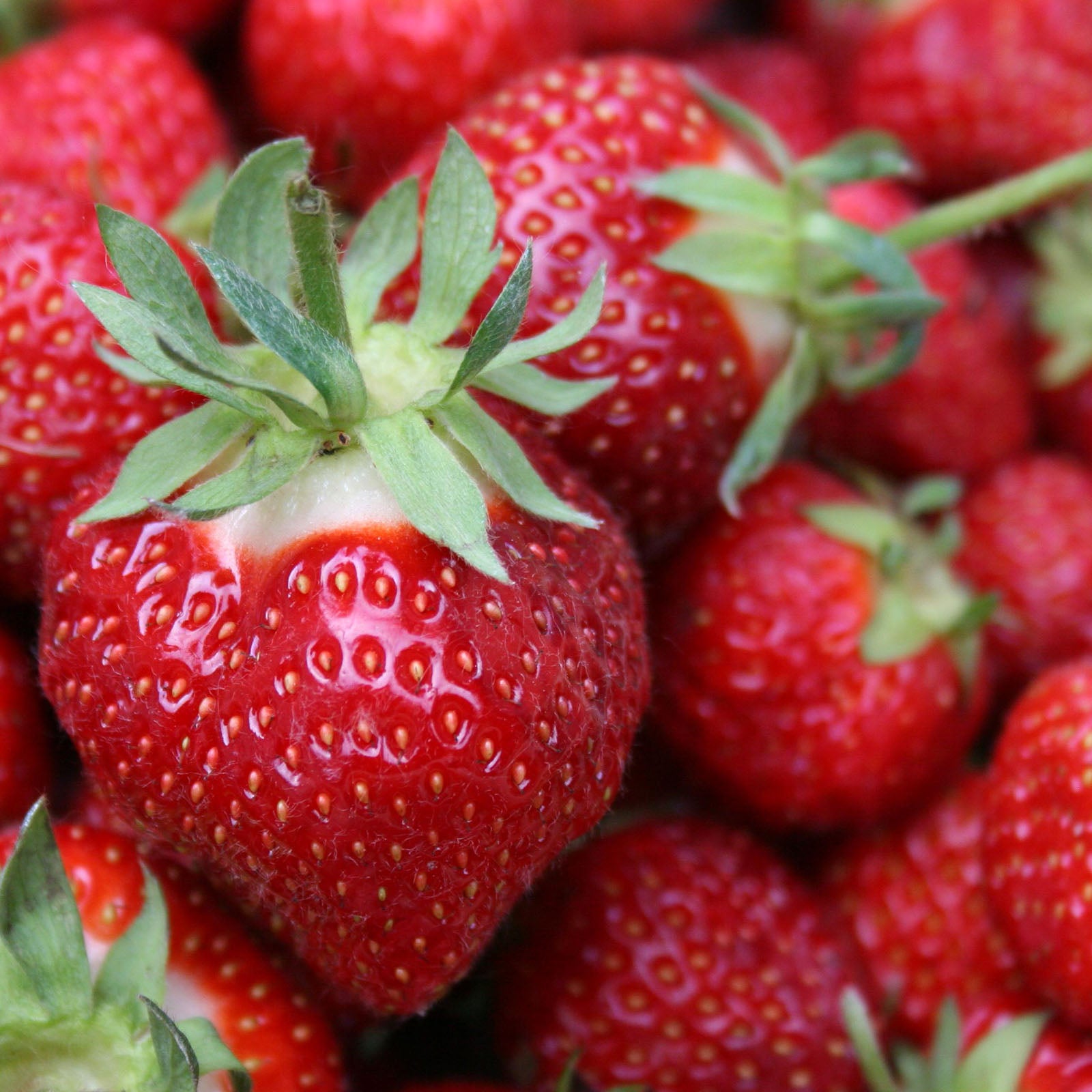 Strawberry (2 Gal)