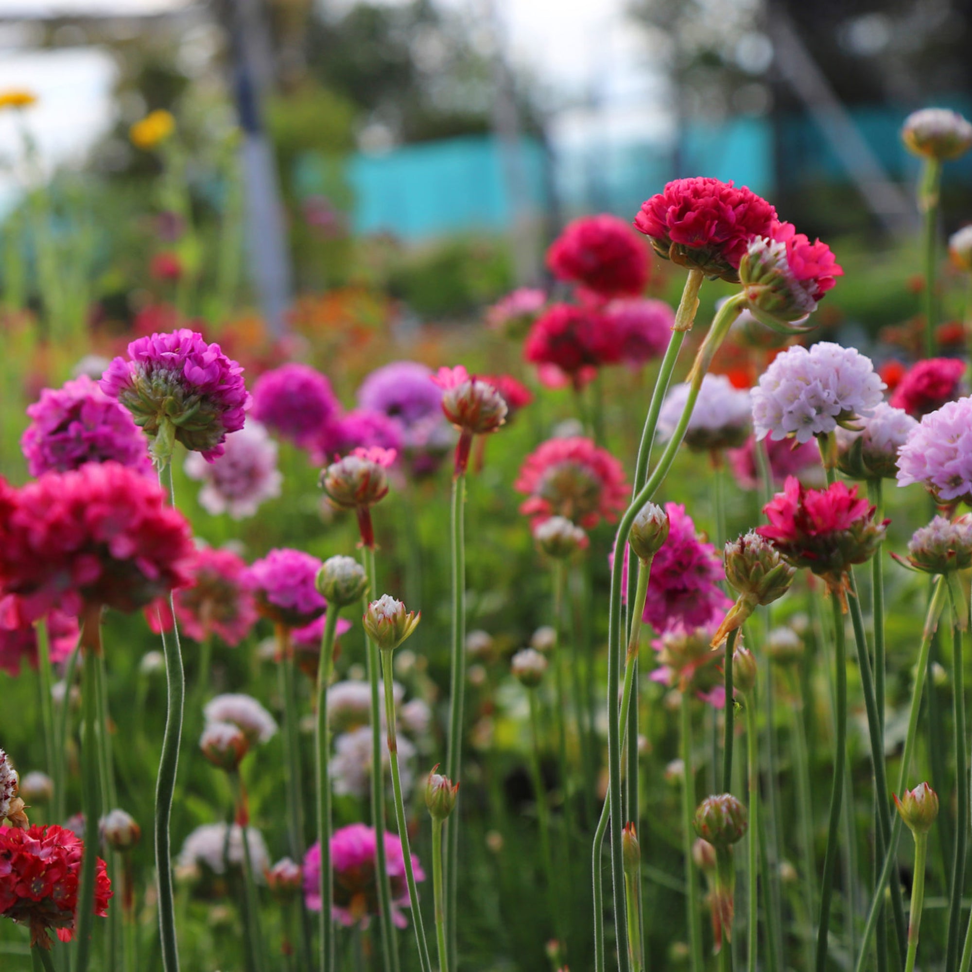 Armeria (Thrift) (2 Gal)