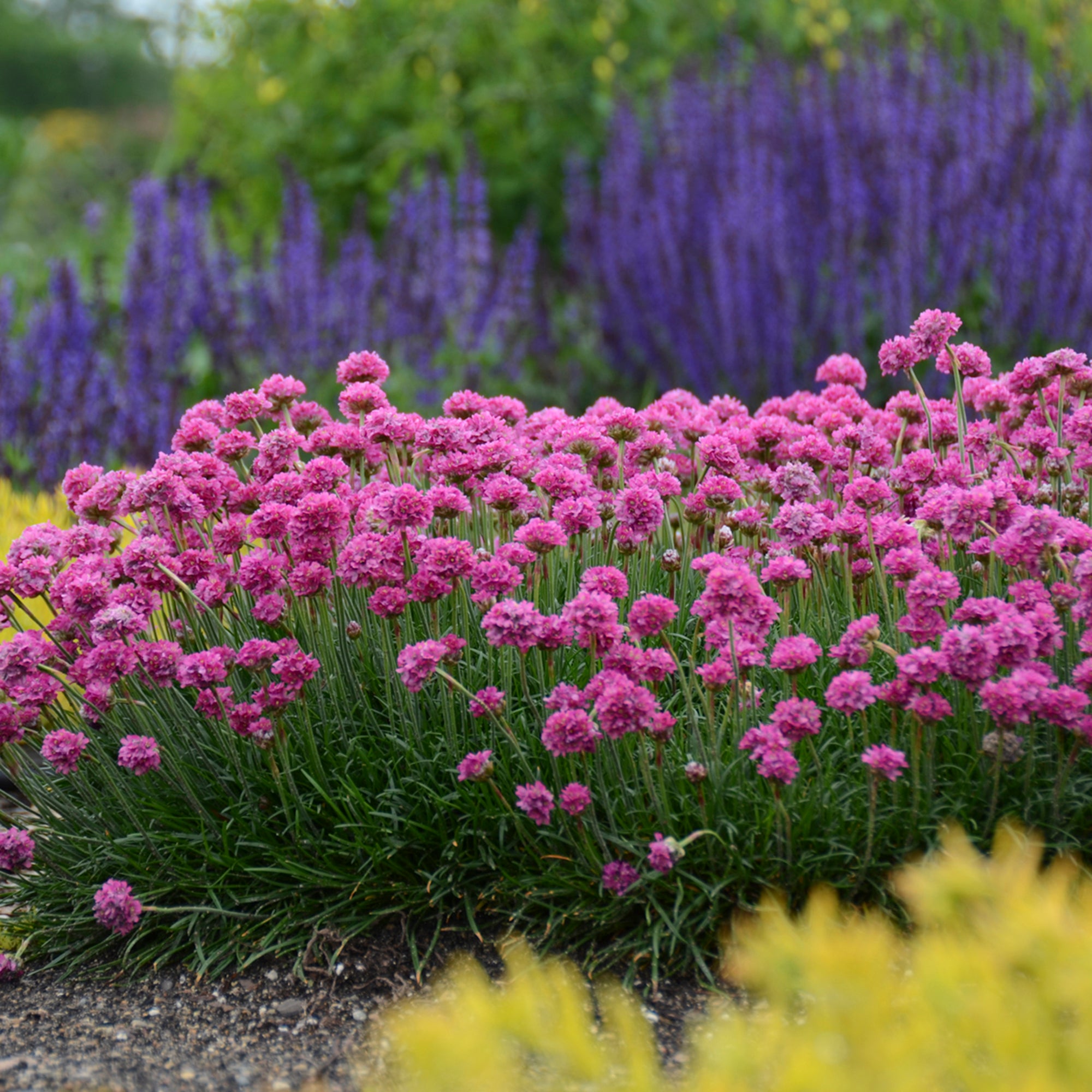 Armeria (Thrift) (2 Gal)