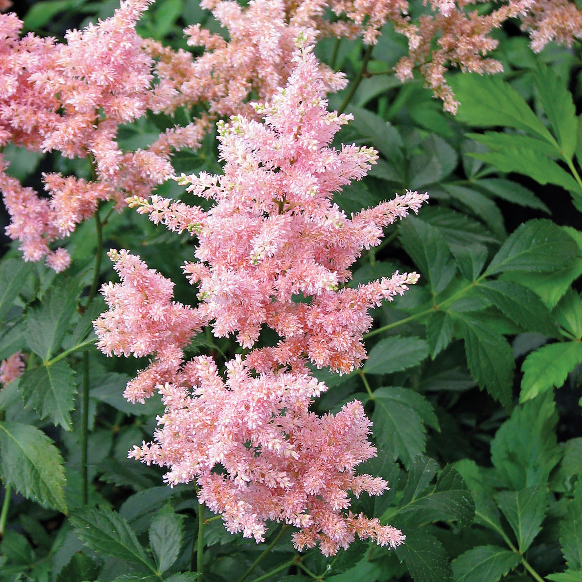 Astilbe (2 Gal)
