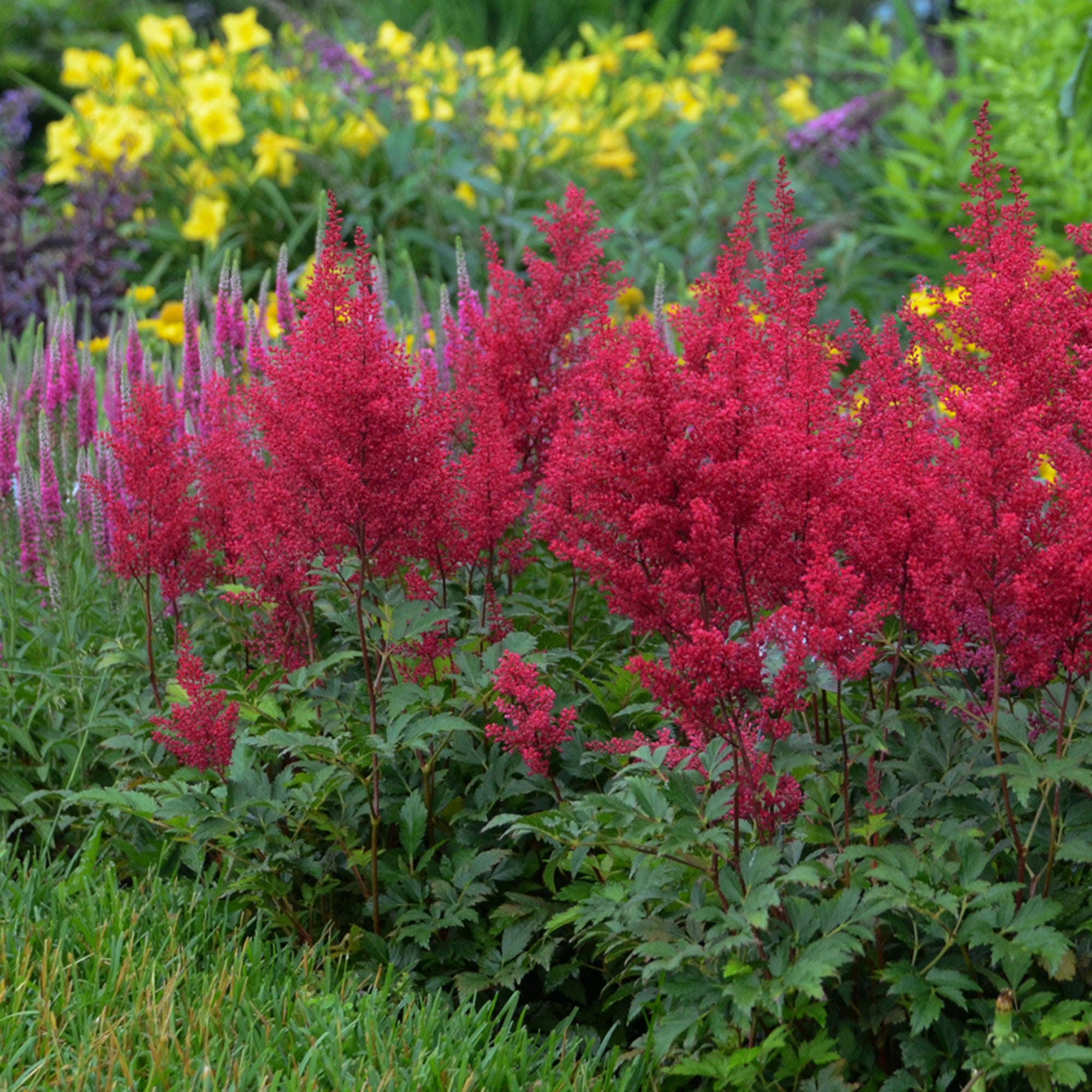 Astilbe (2 Gal)