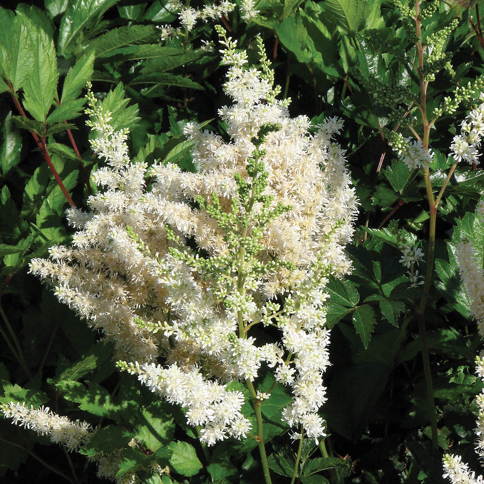 Astilbe (2 Gal)
