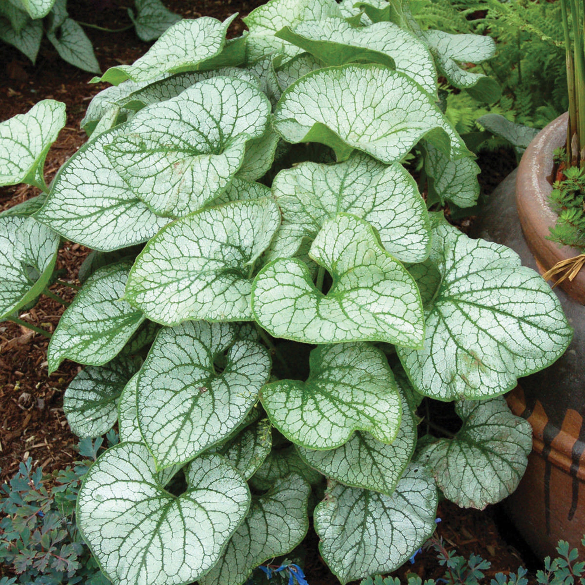 Brunnera (2 Gal)