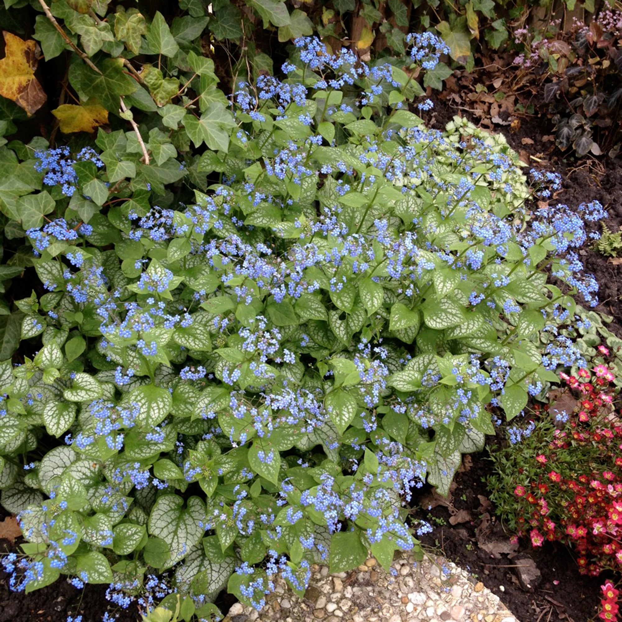 Brunnera (2 Gal)
