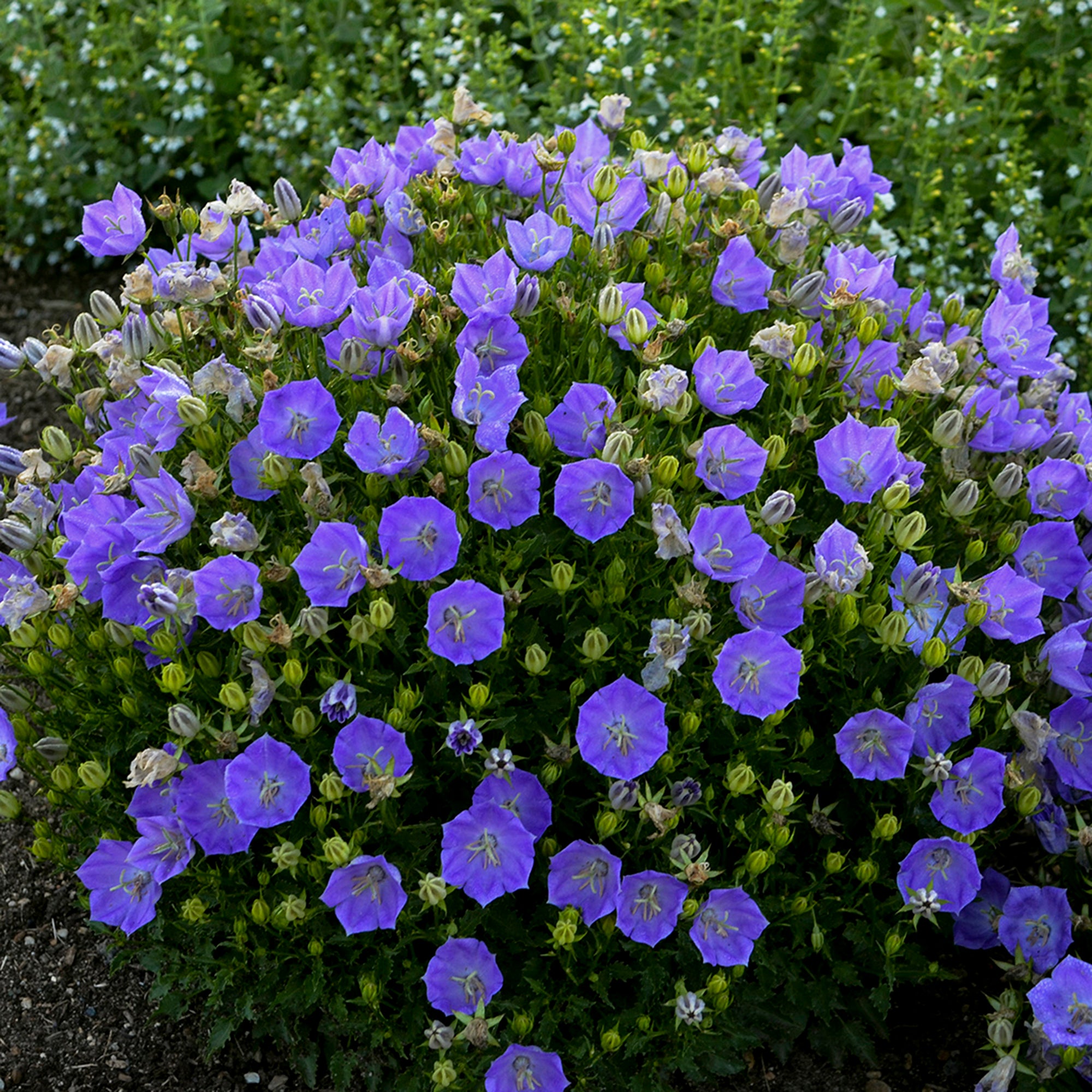 Campanula (BellFlower) (2 Gal)