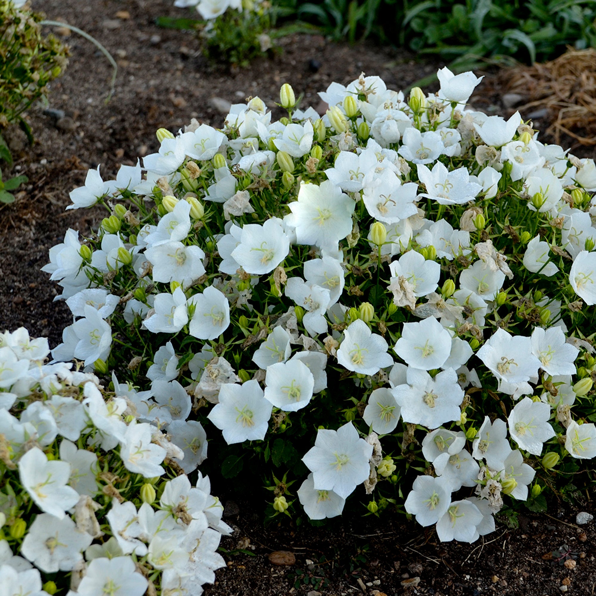 Campanula (BellFlower) (2 Gal)