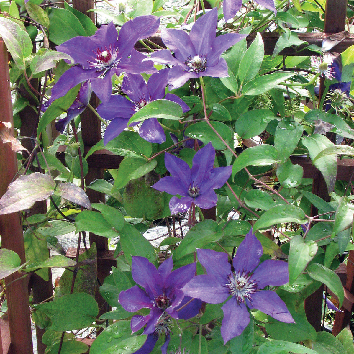 Vine (1 Gal)