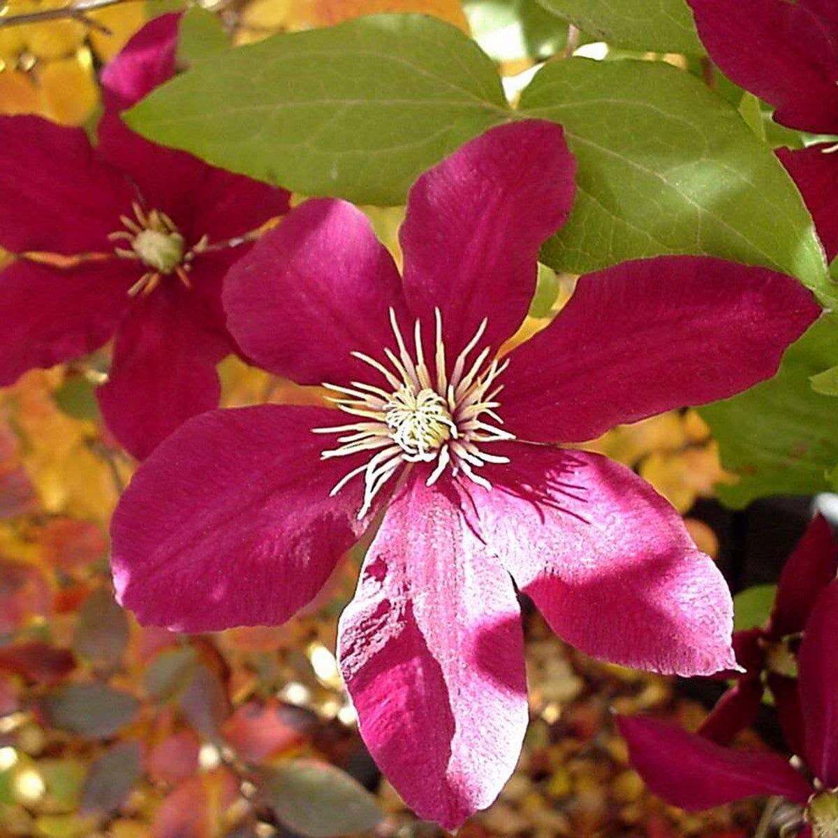 Vine (1 Gal)