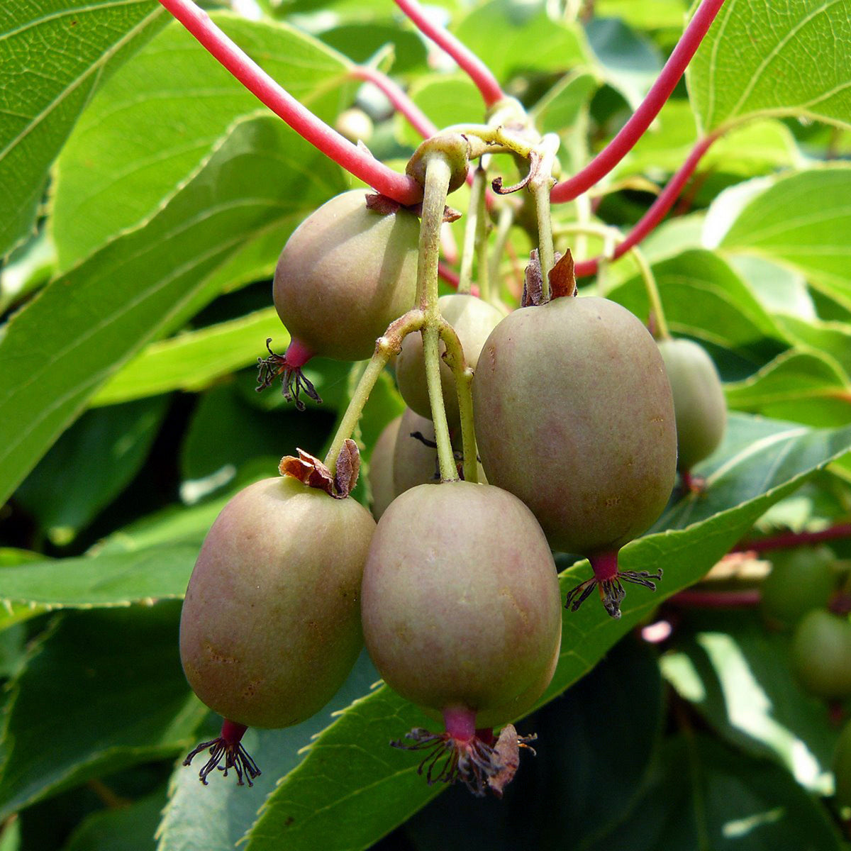 Vine (1 Gal)