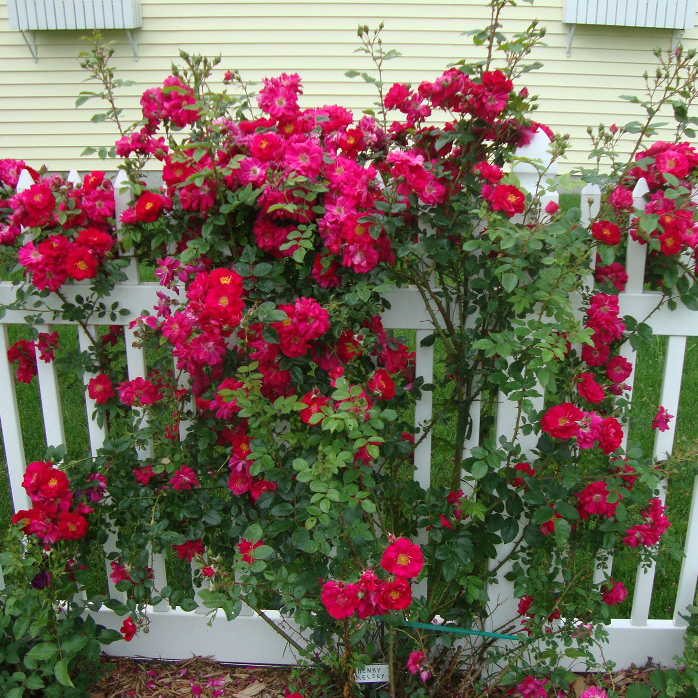 Vine (1 Gal)