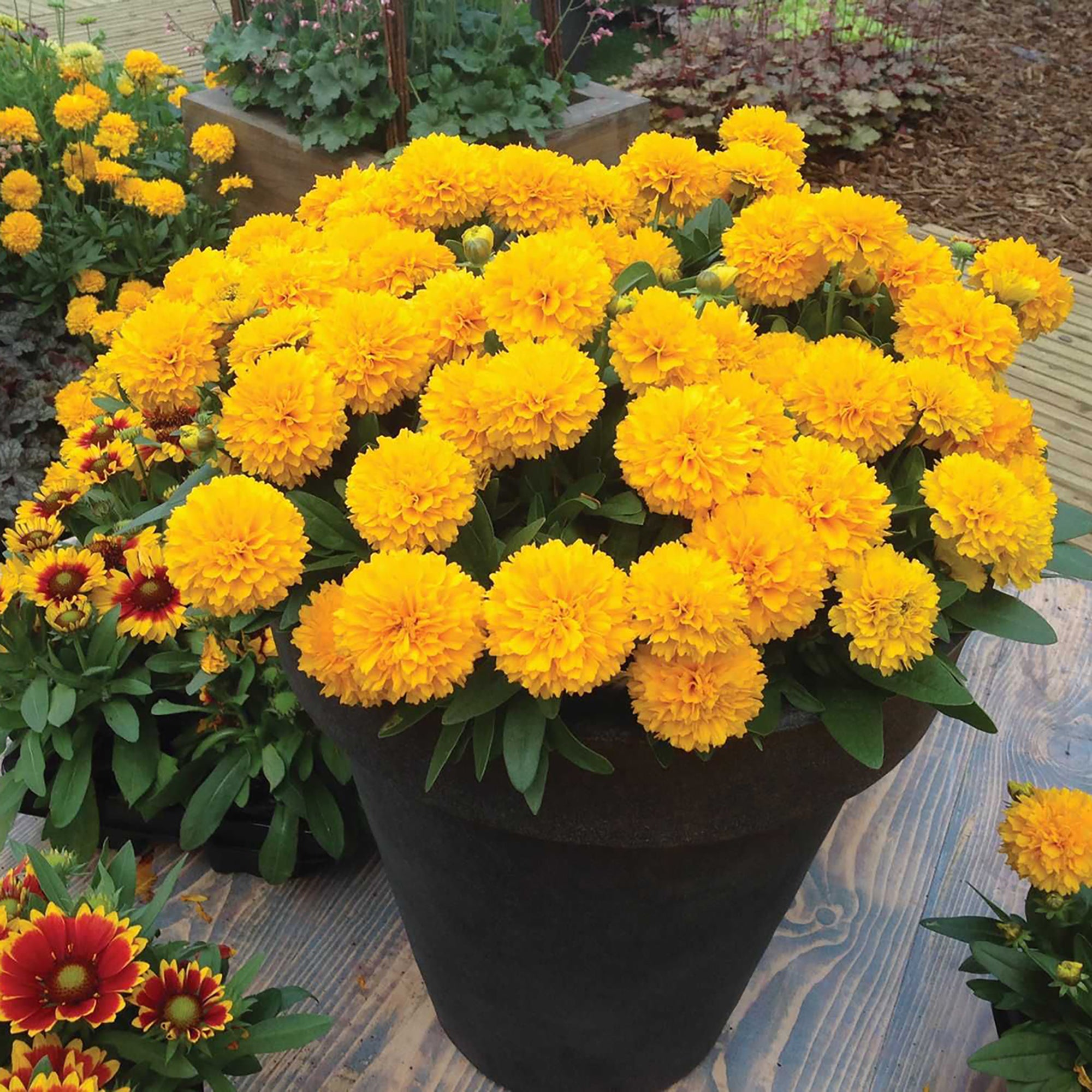 Coreopsis (2 Gal)