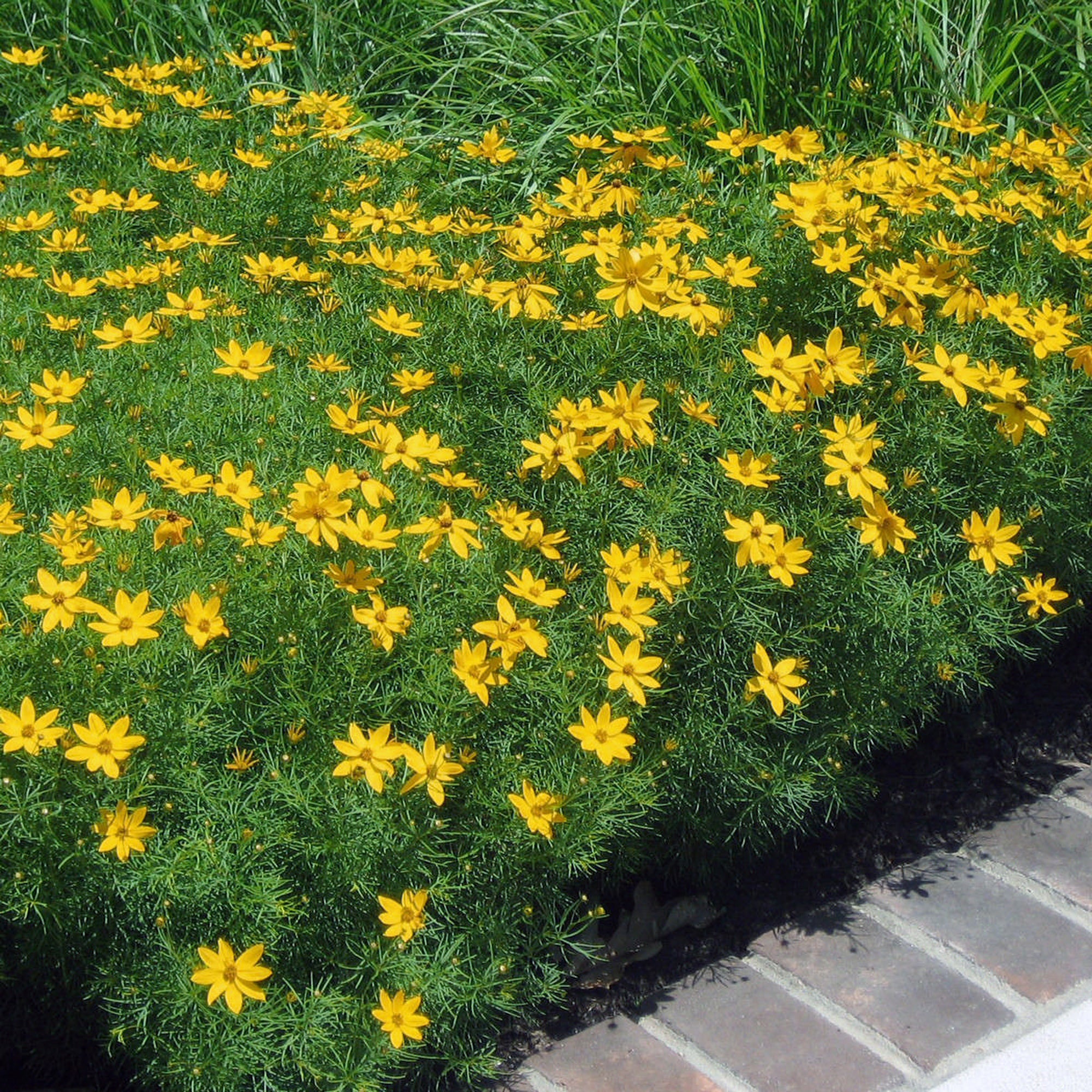 Coreopsis (2 Gal)