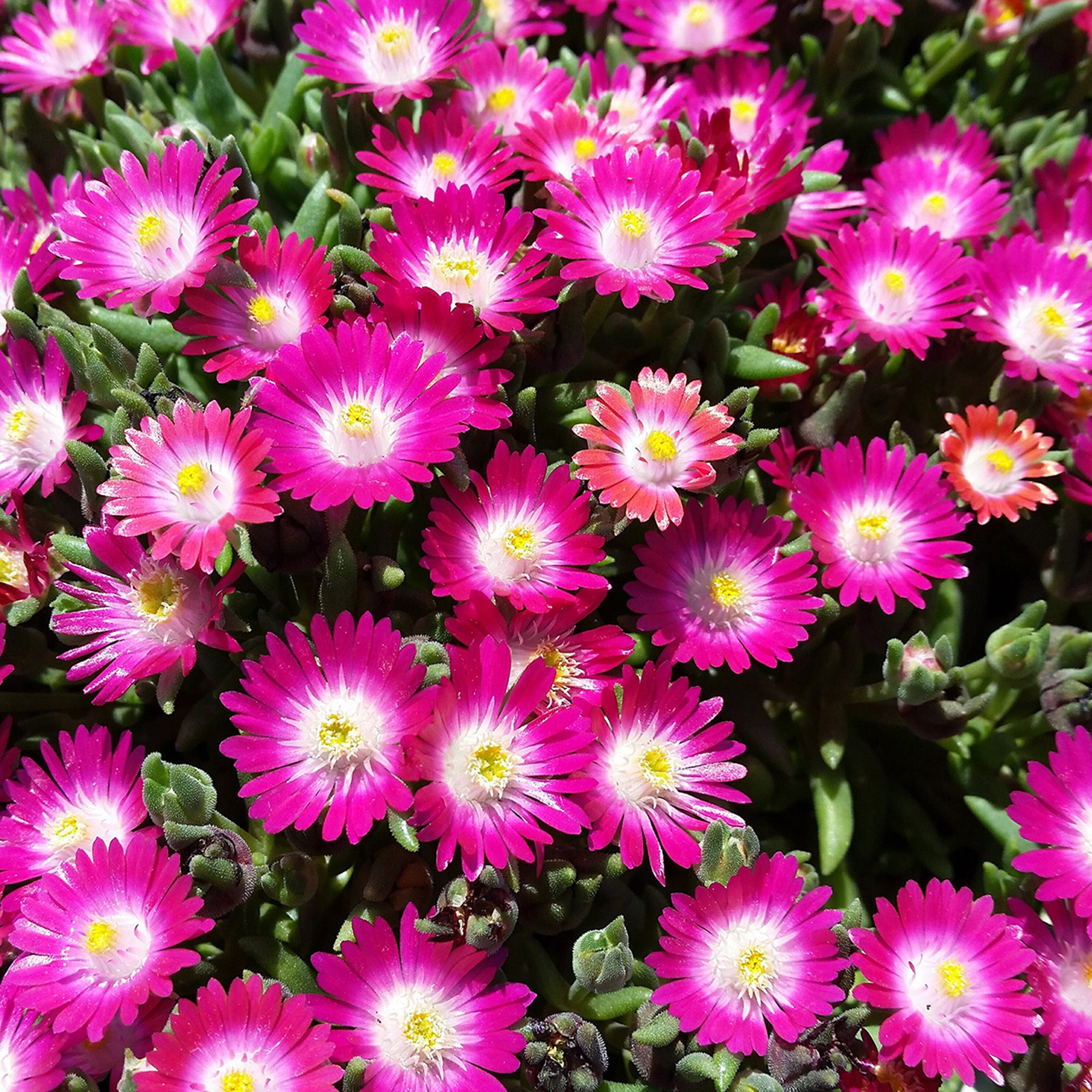 Delosperma (2 Gal)