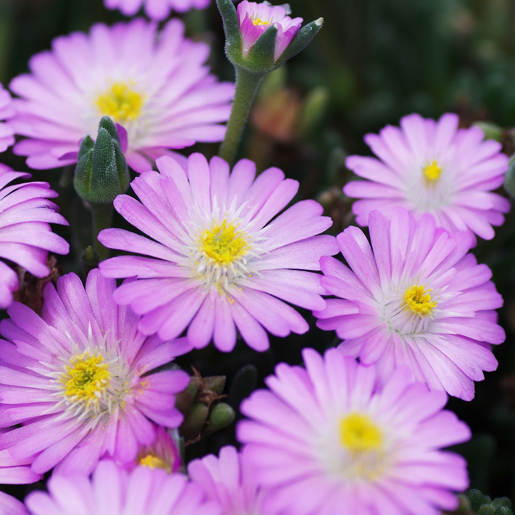Delosperma (2 Gal)
