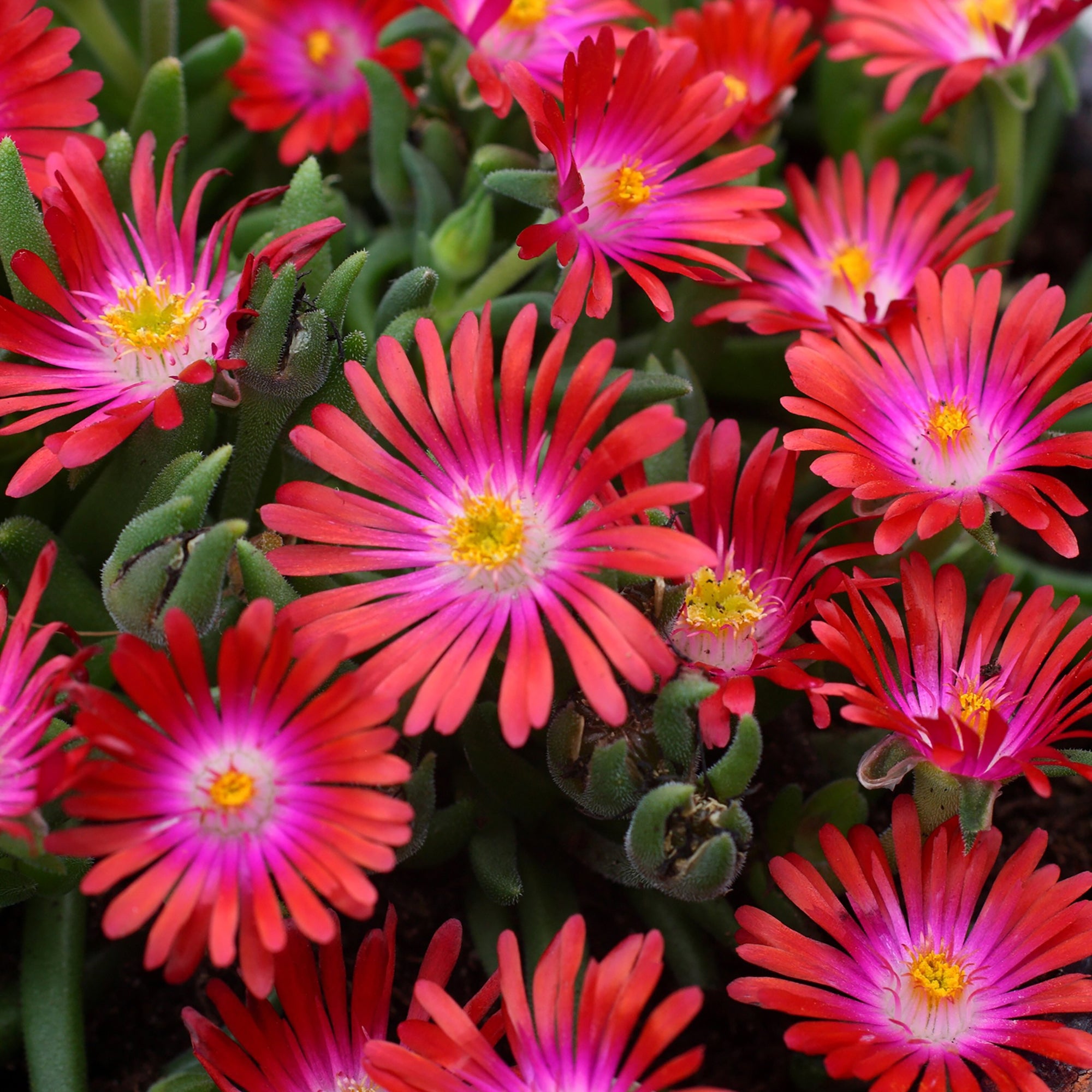 Delosperma (2 Gal)