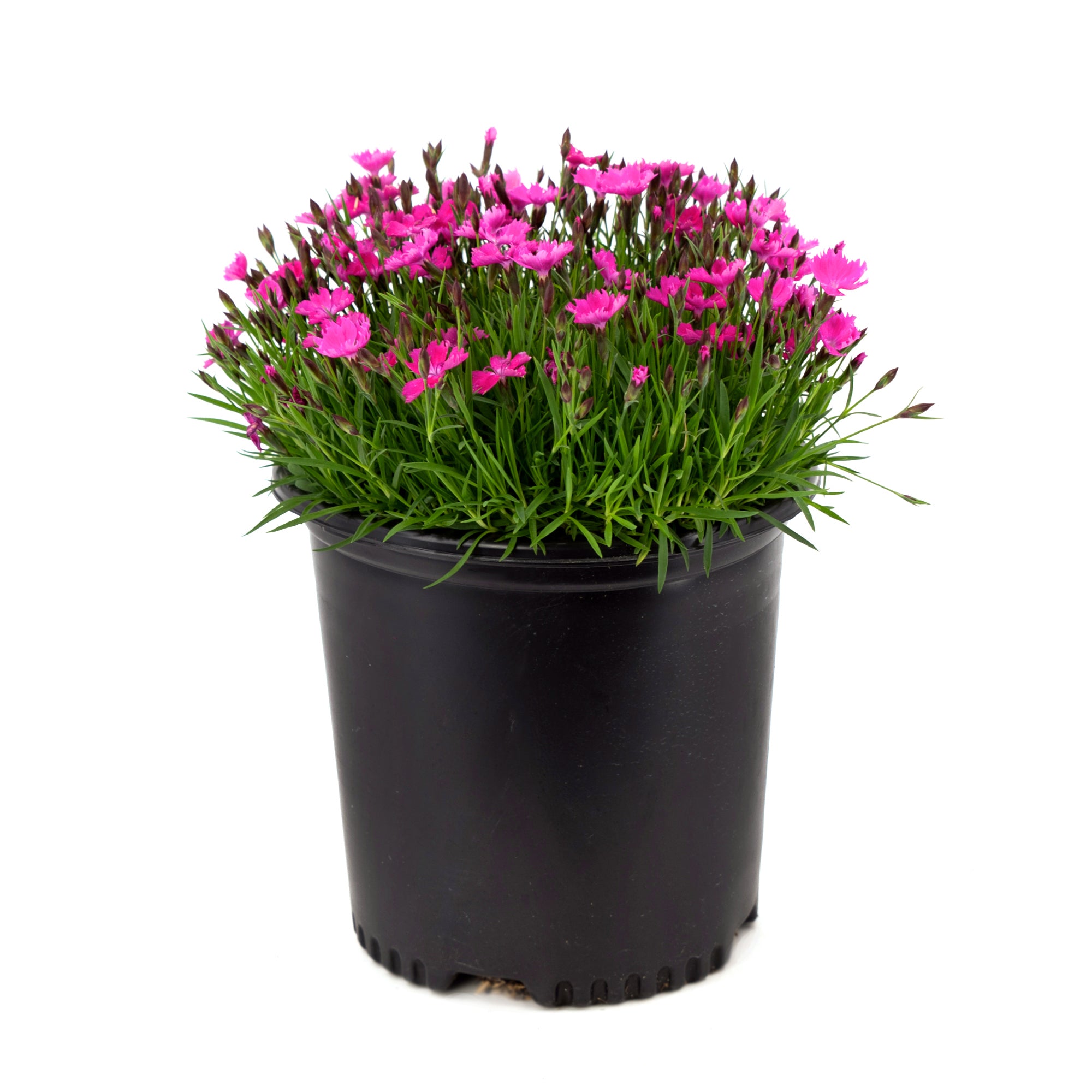 Dianthus (2 Gal)