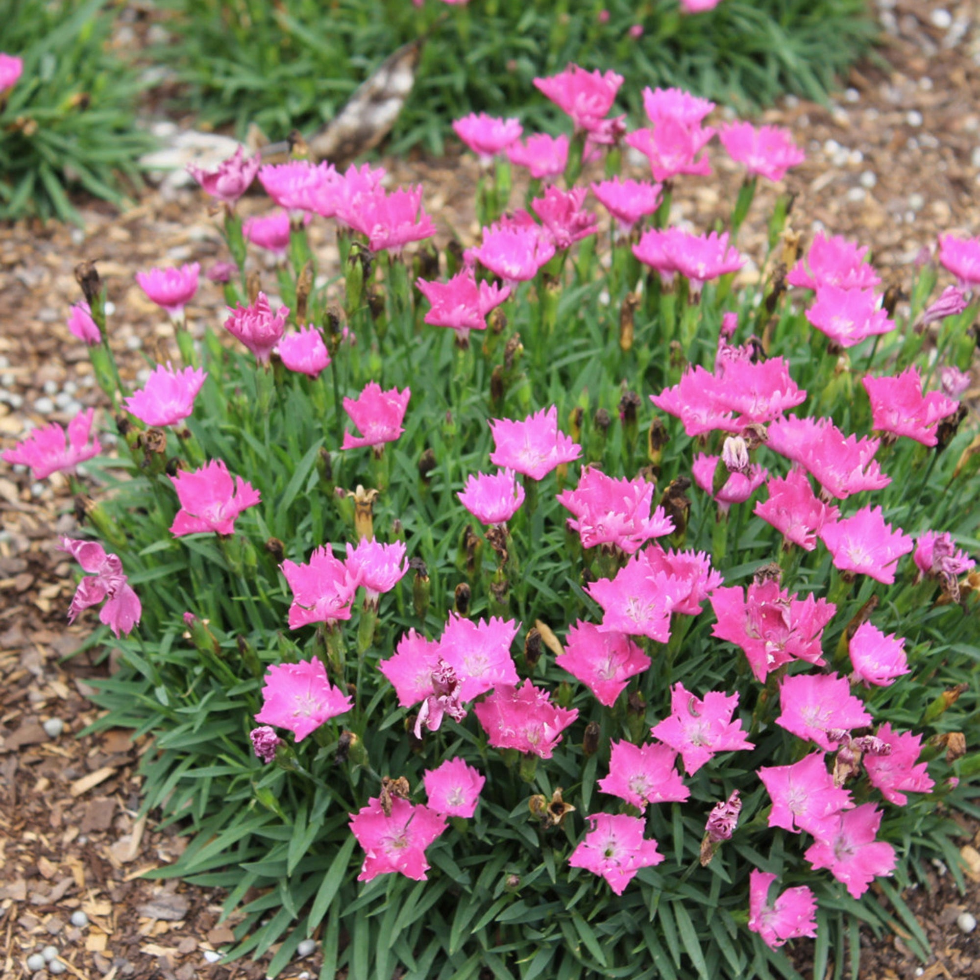 Dianthus (2 Gal)