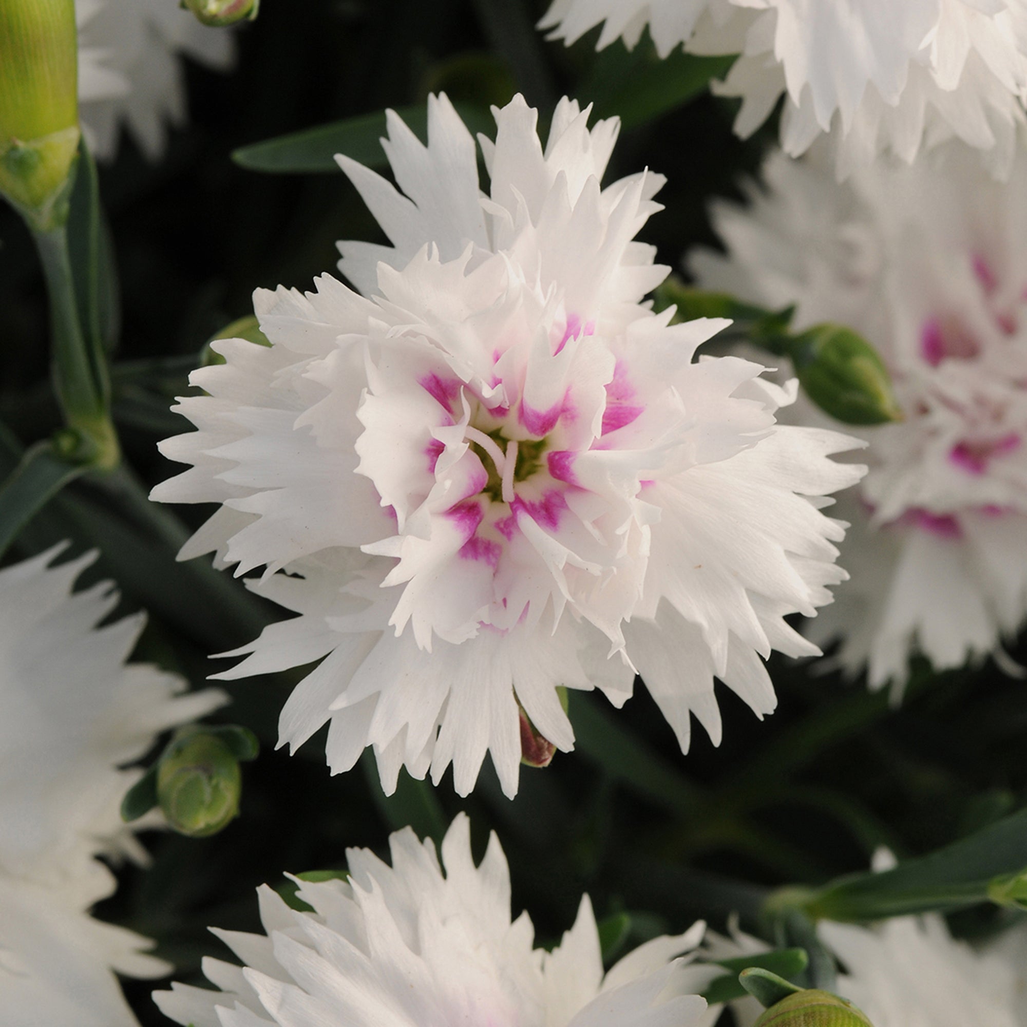 Dianthus (2 Gal)