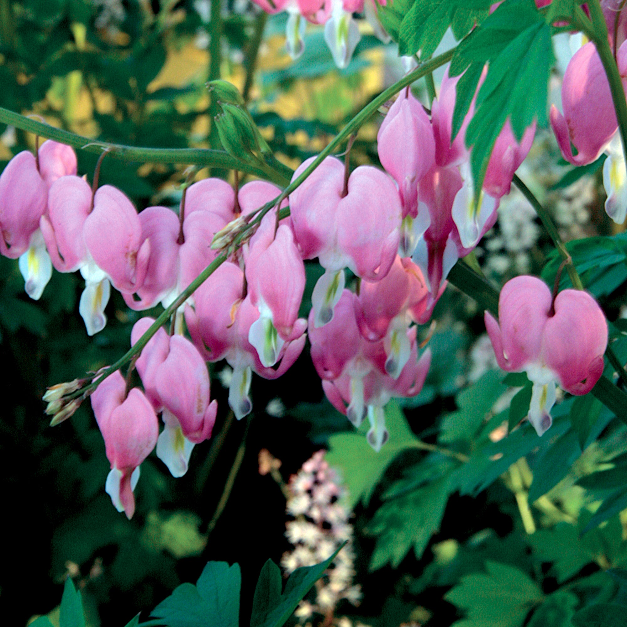 Dicentra (Bleeding Heart) (2 Gal)