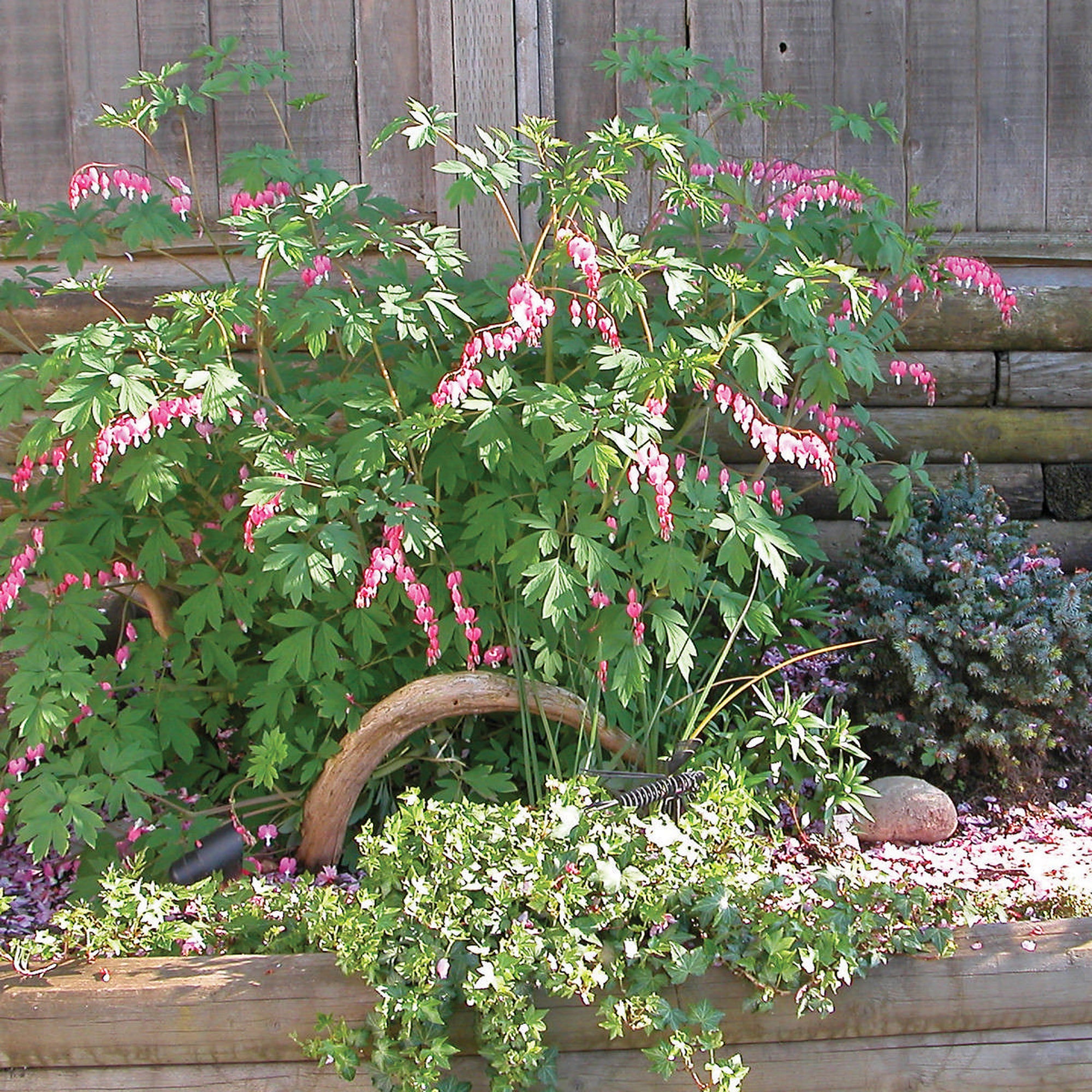 Dicentra (Bleeding Heart) (2 Gal)