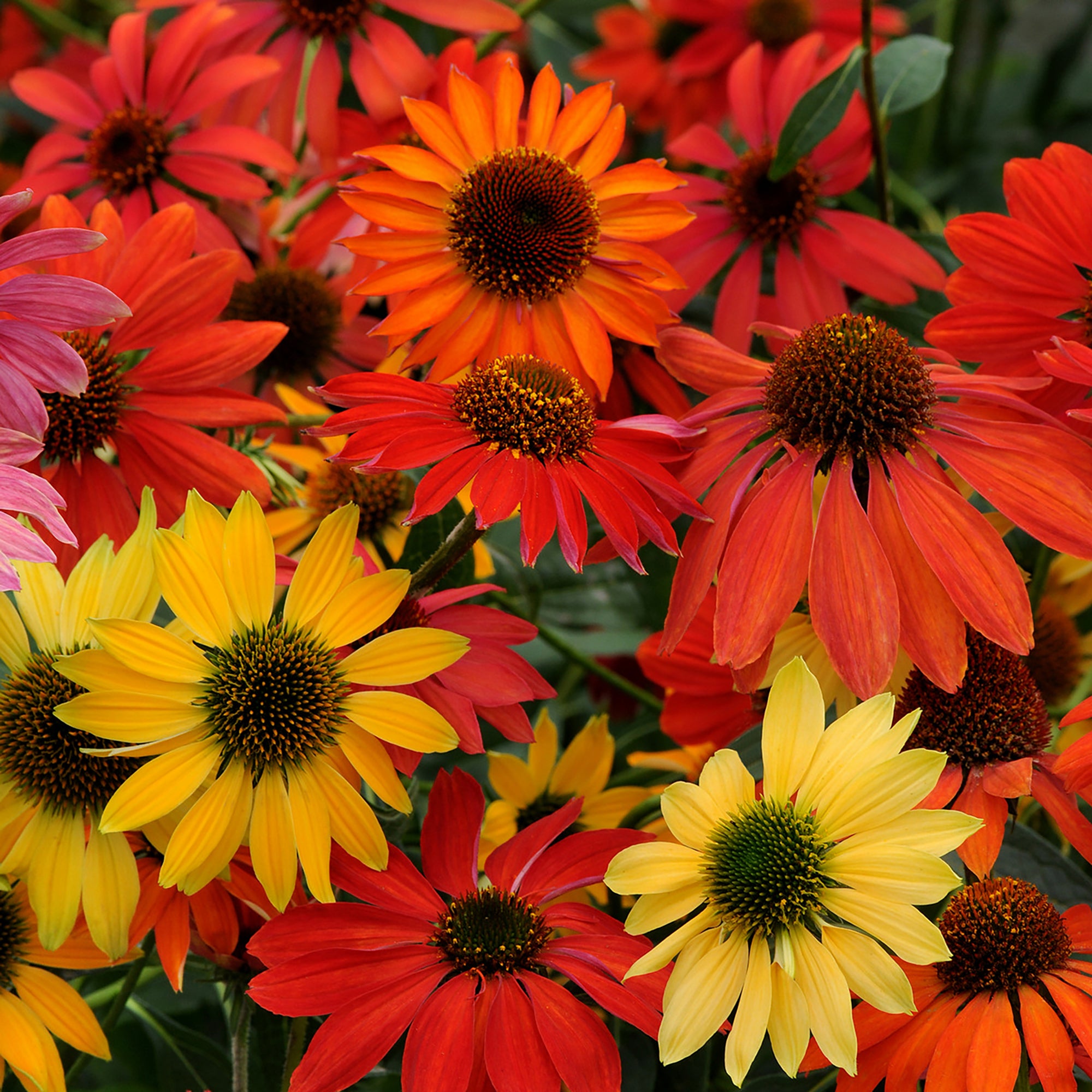 Echinacea (2 Gal)