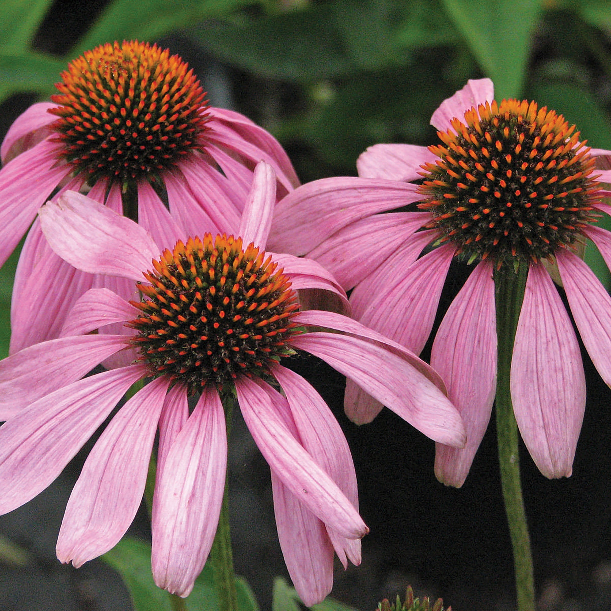 Echinacea (2 Gal)