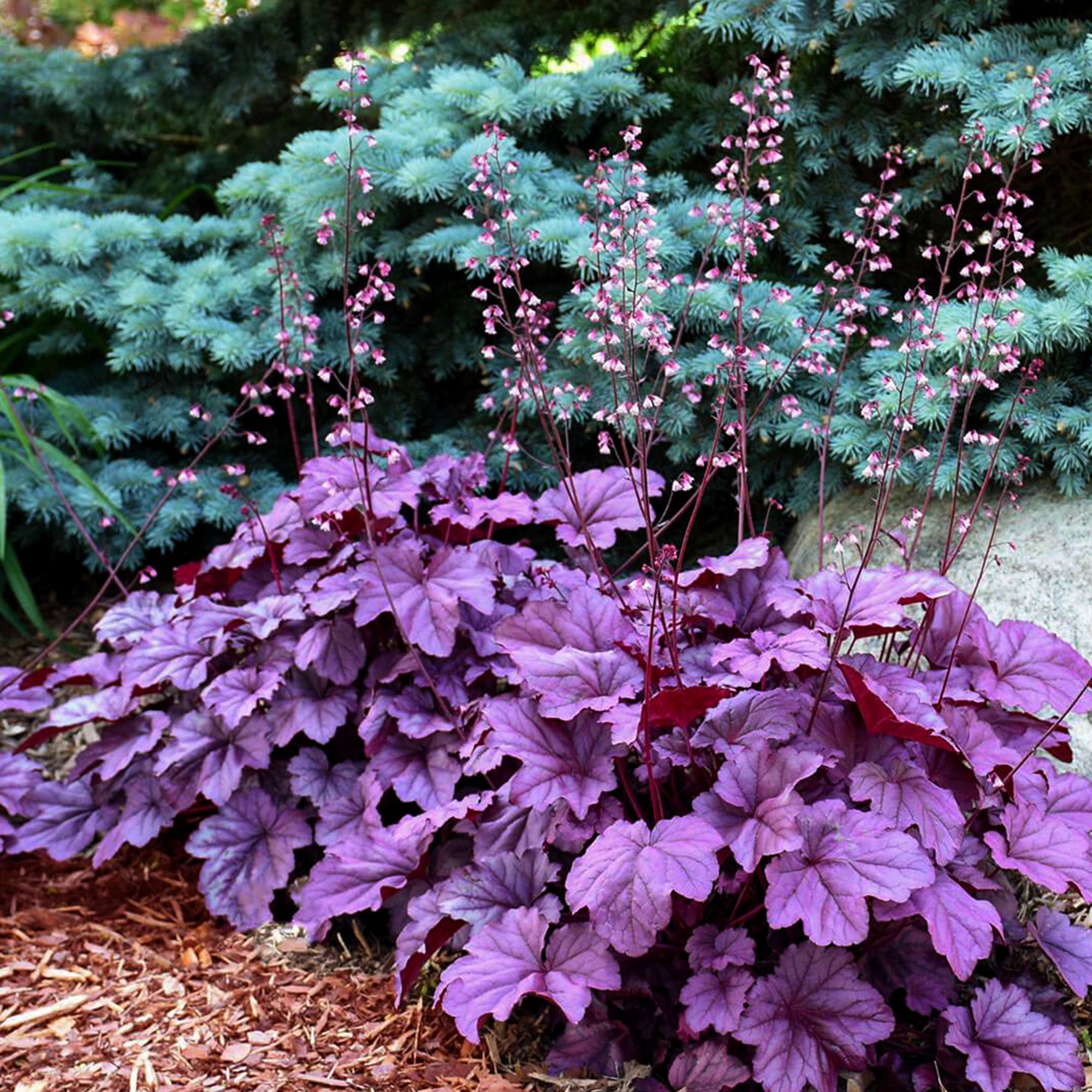 Heuchera (2 Gal)