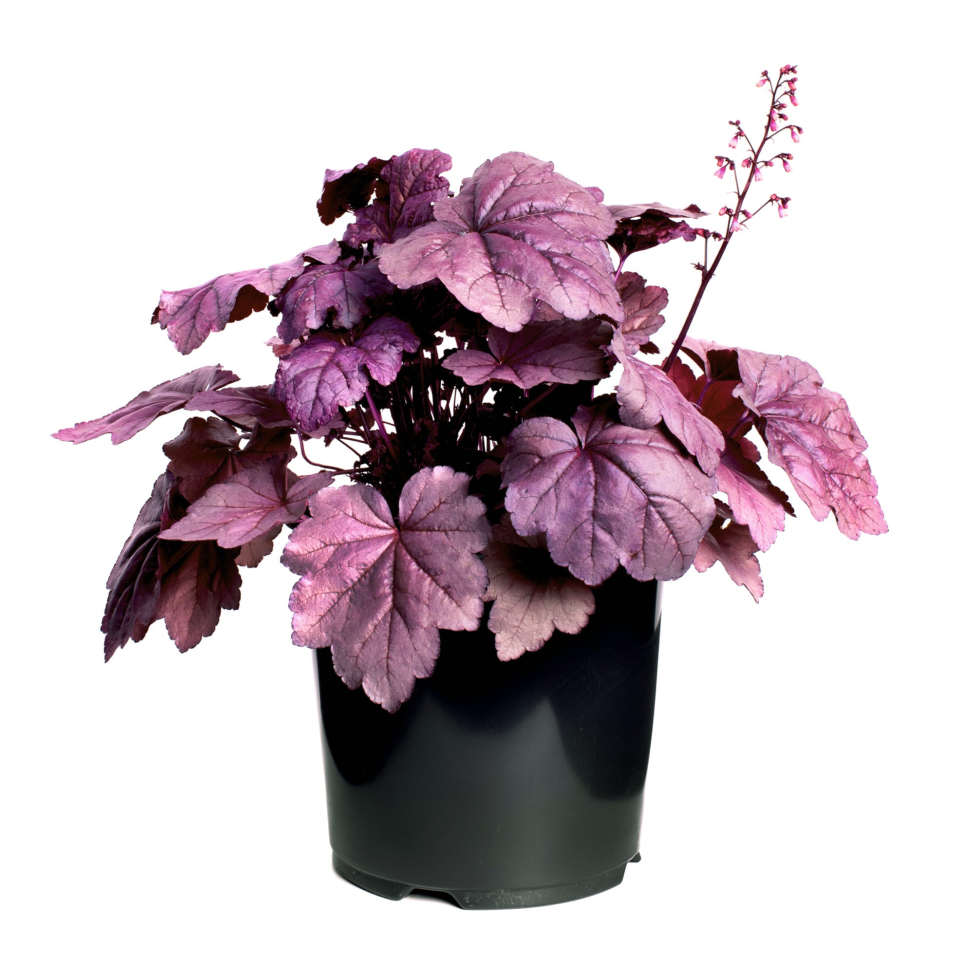 Heuchera (2 Gal)