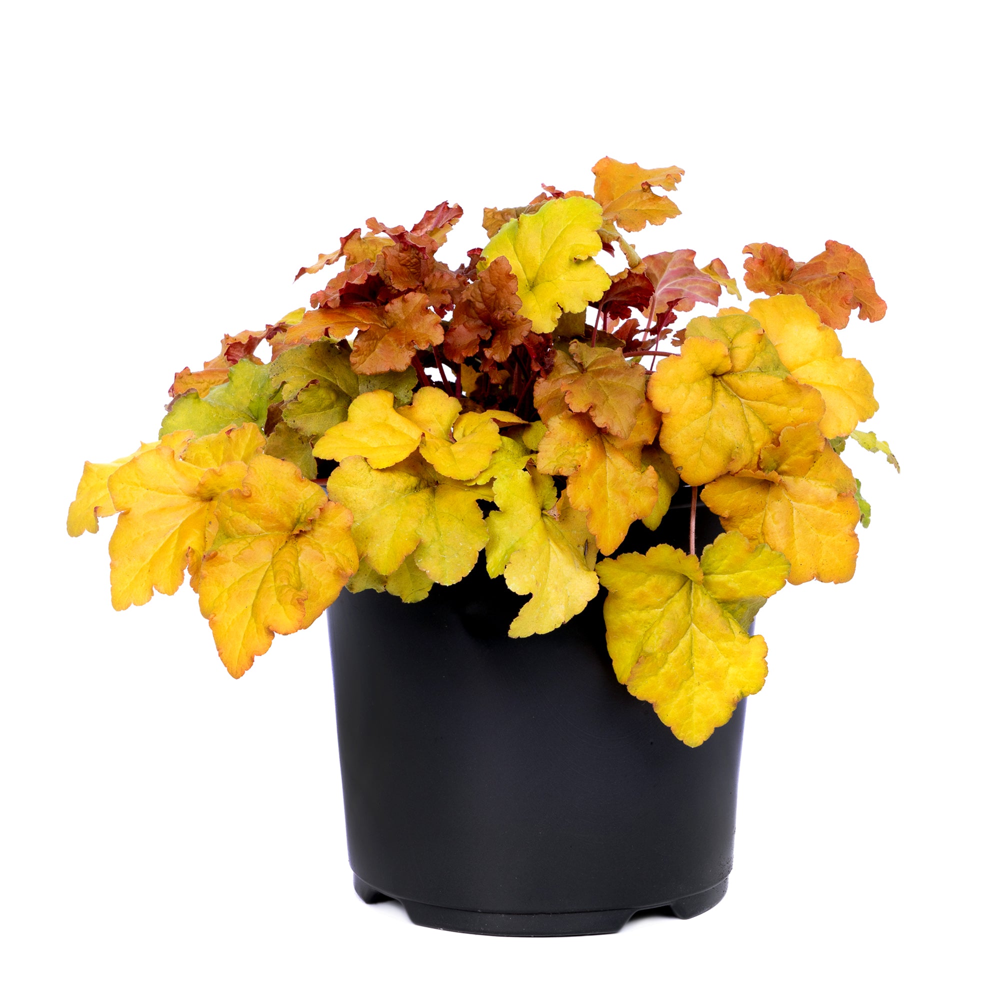 Heuchera (2 Gal)