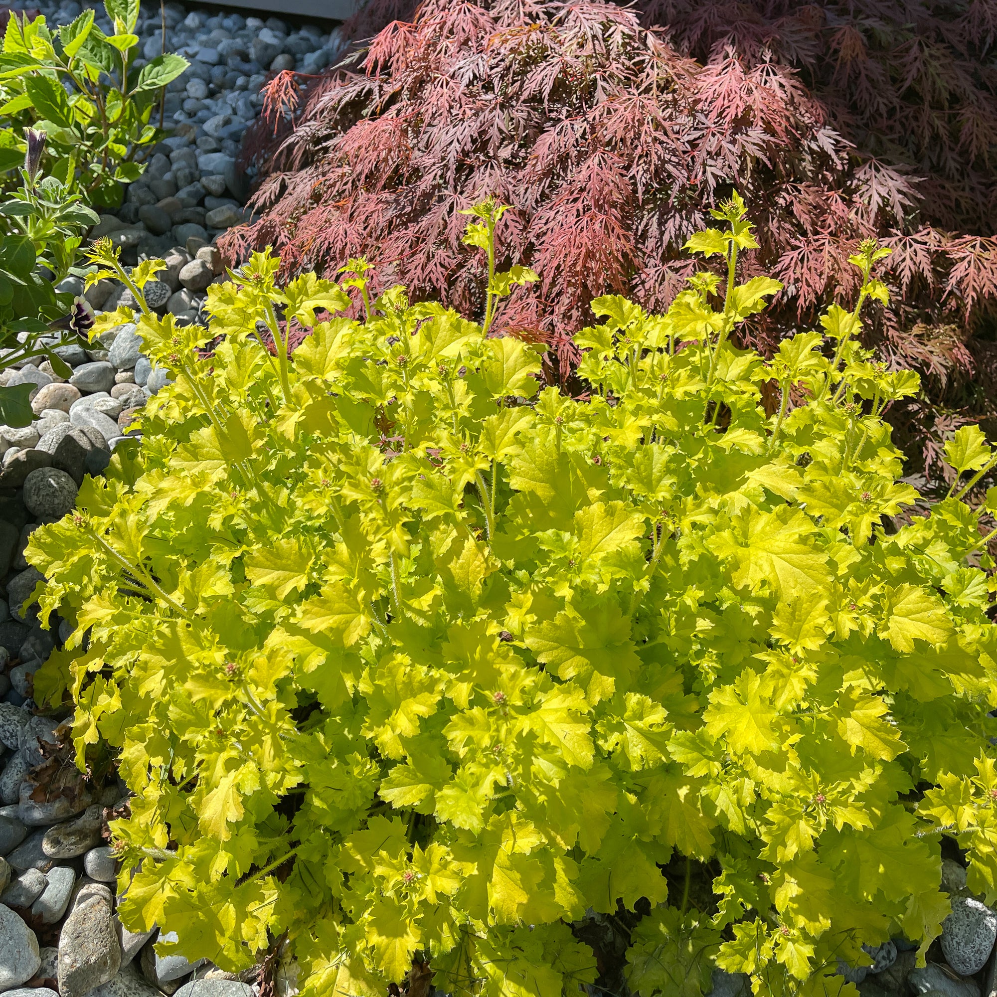Heuchera (2 Gal)