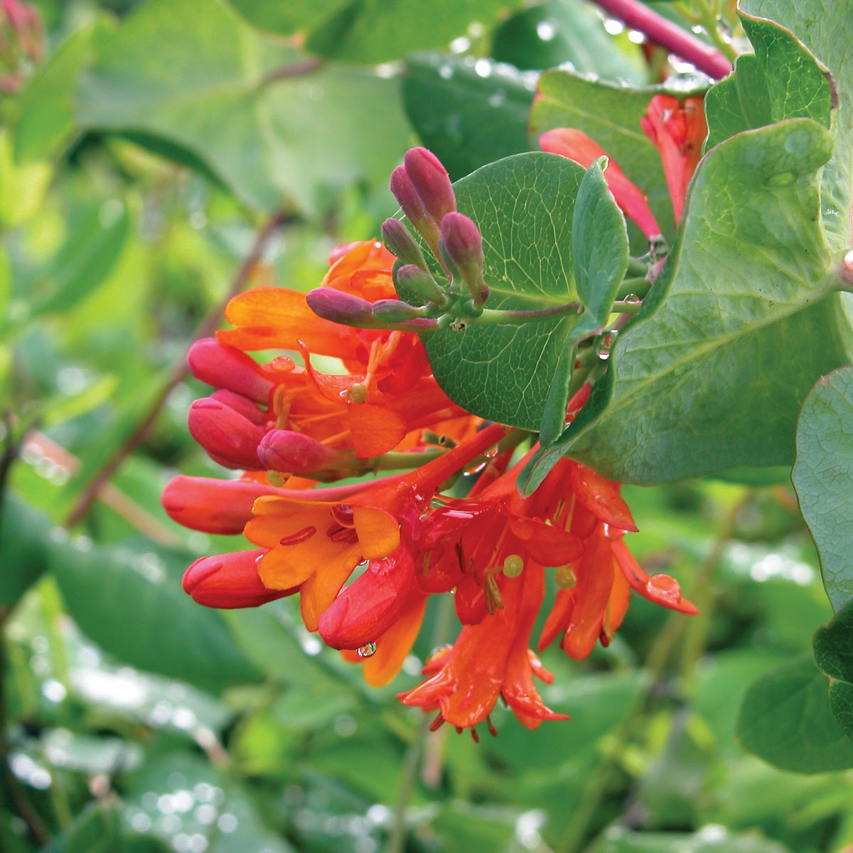 Vine (1 Gal)