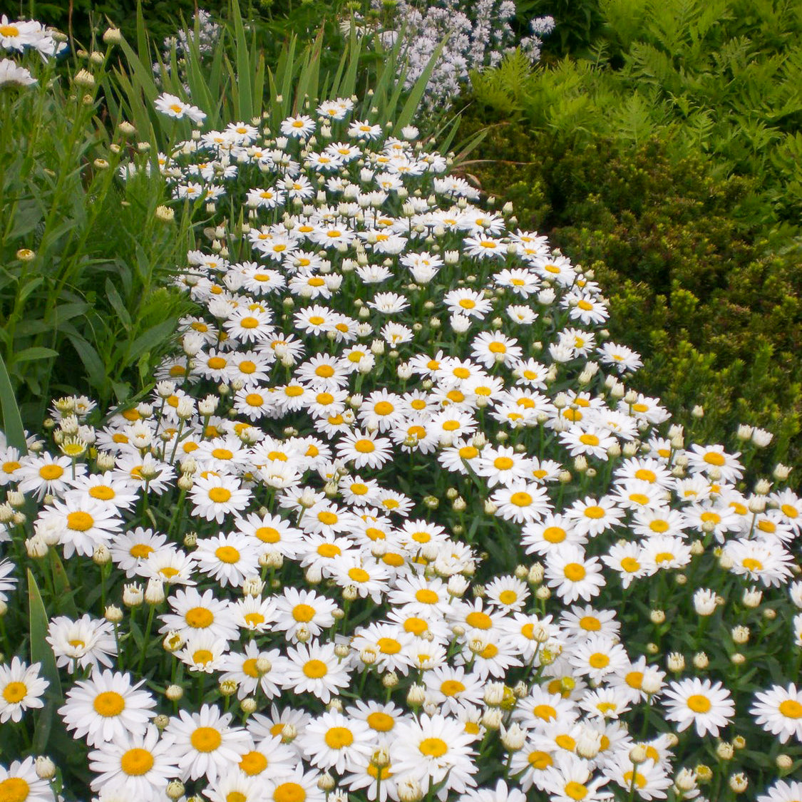 Leucanthemum (Shasta Daisy) (2 Gal)